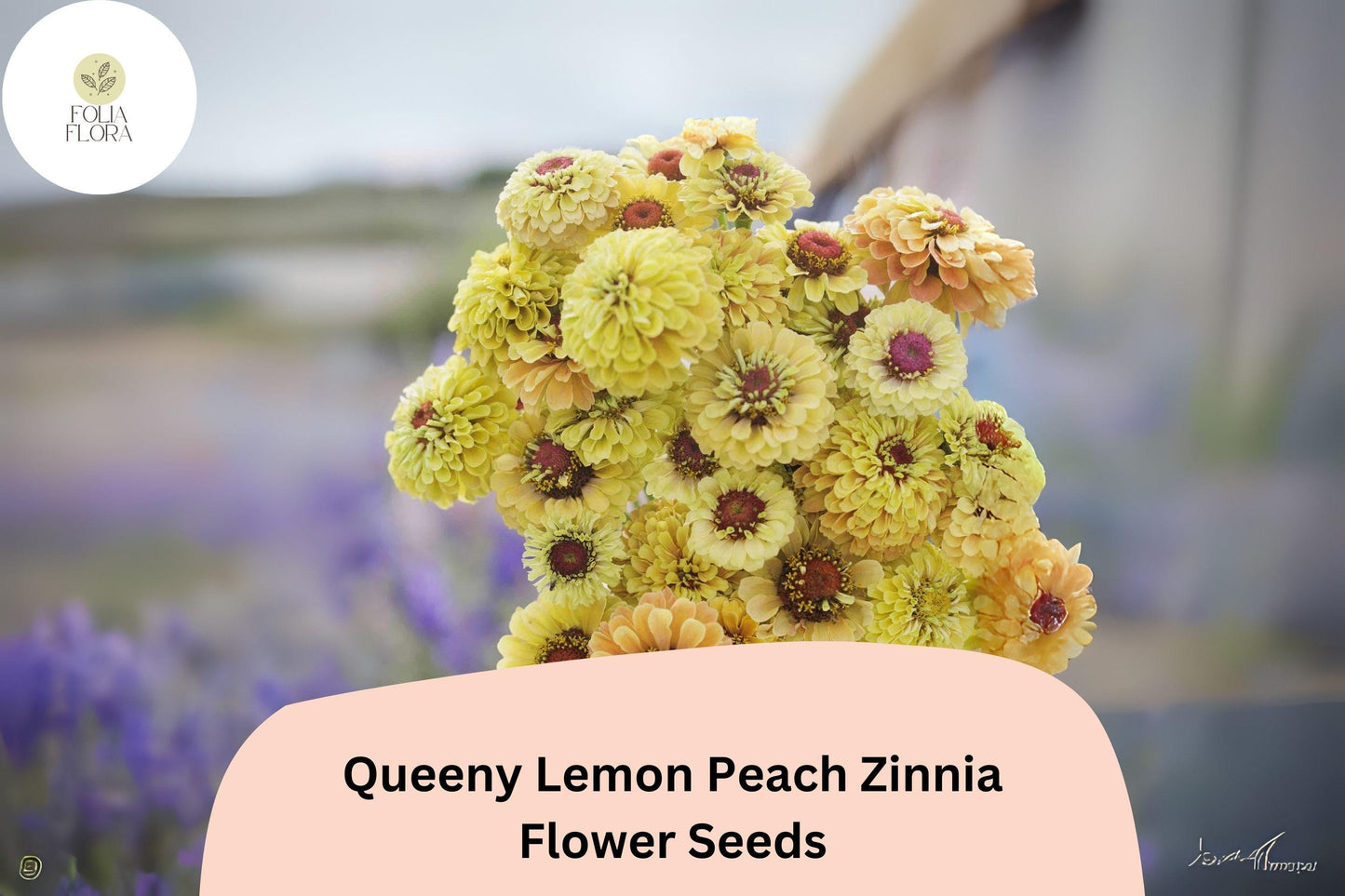 100+ Queeny Lemon Peach Zinnia Seeds – Unique Peach-Yellow Blooms for Garden Planting, Borders & Cut Flowers