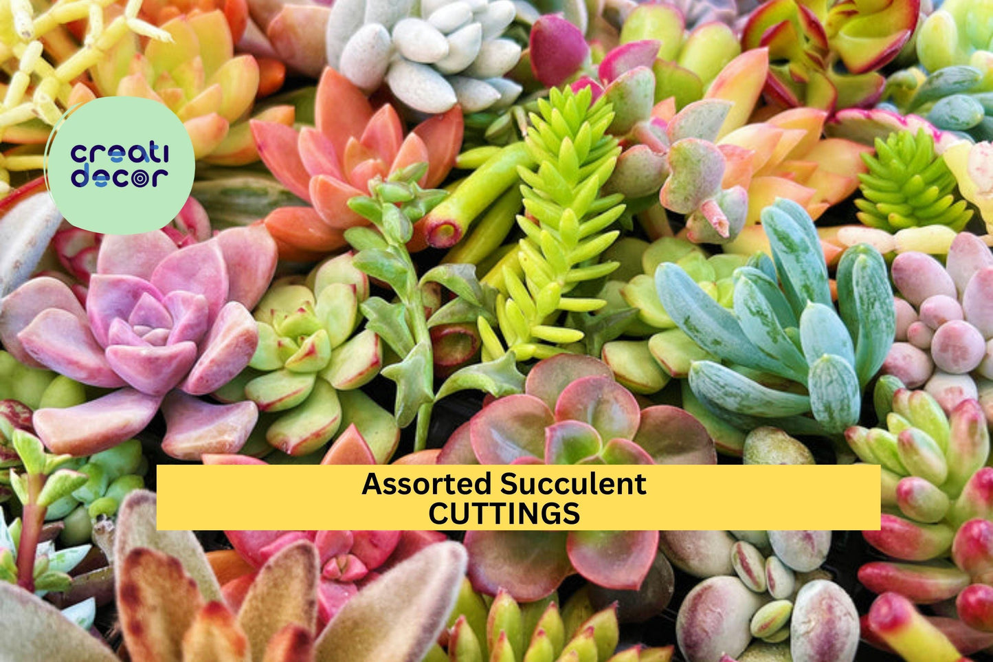 30 Assorted Succulent Cuttings | Colorful 3"–5" Clippings | Mixed Varieties + Extras | DIY Planters, Terrariums, Gifts