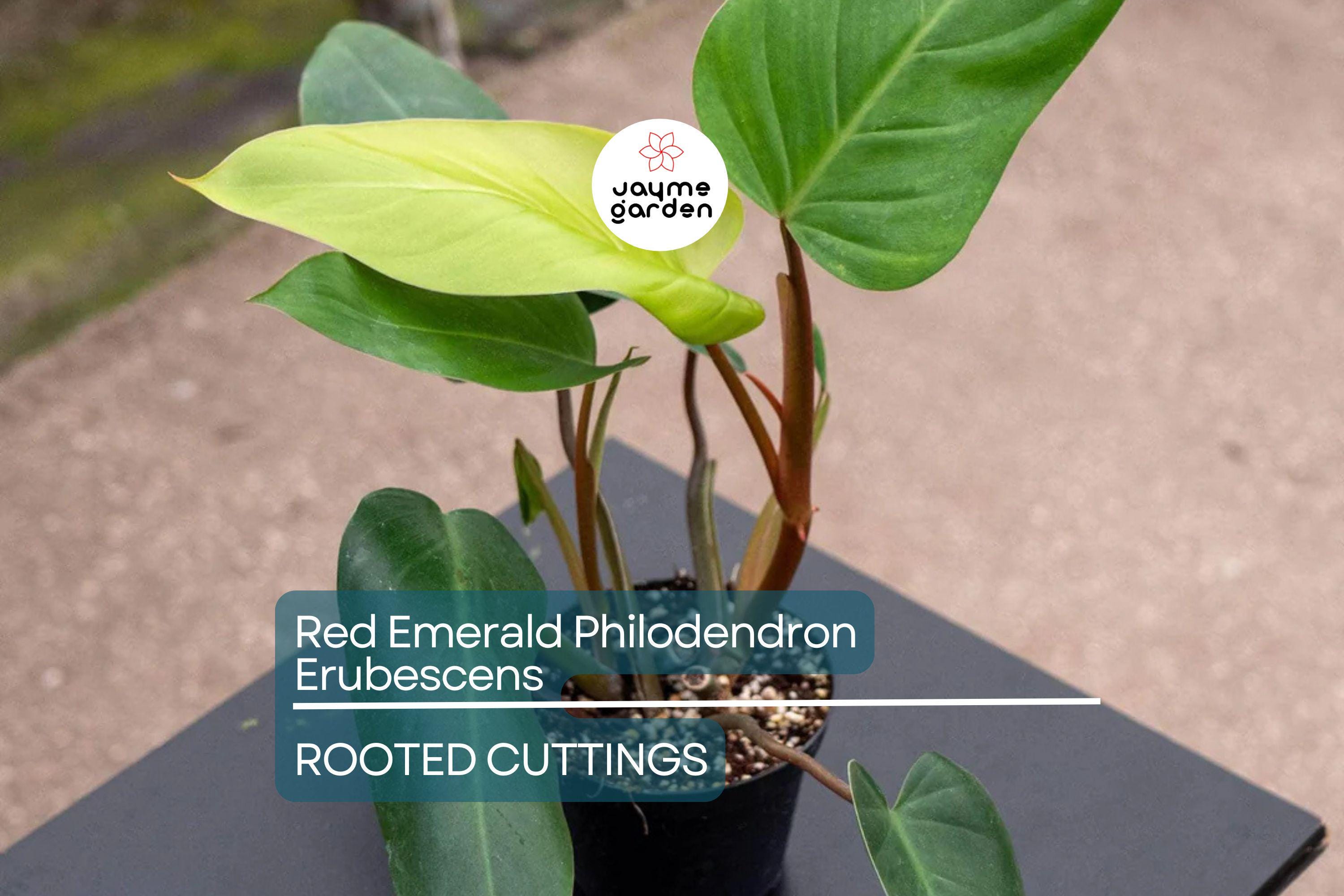 Red Emerald Philodendron Erubescens 17" Tall Climbing Plant, Fully Rooted