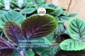 Purple Swedish Ivy Cuttings (4) - Millionaria/Planta del Dinero Morada - 4-6" Easy, Fast-Growing Indoor/Porch Plant