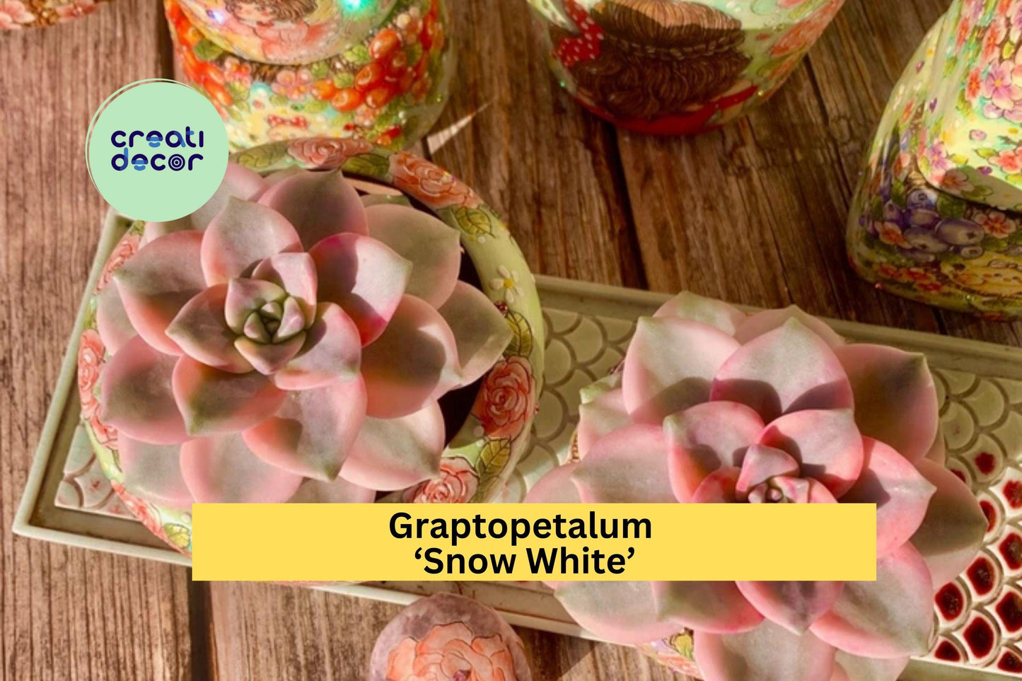 Graptopetalum ‘Snow White’ Variegated Succulent | Live Bare Root Plant | Easy Care Indoor or Outdoor Gift