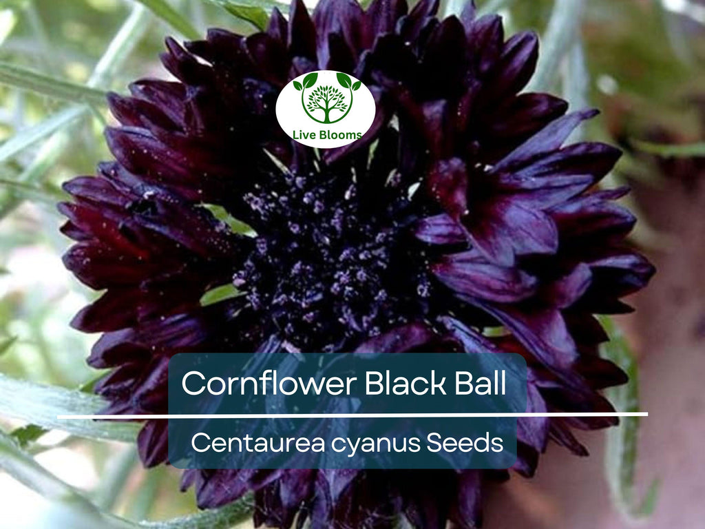 400 Cornflower Black Ball Seeds, Centaurea cyanus, Purple Bachelor Button, Non-GMO, USA Grown, Vibrant Cut Flowers for Garden & Bouquets