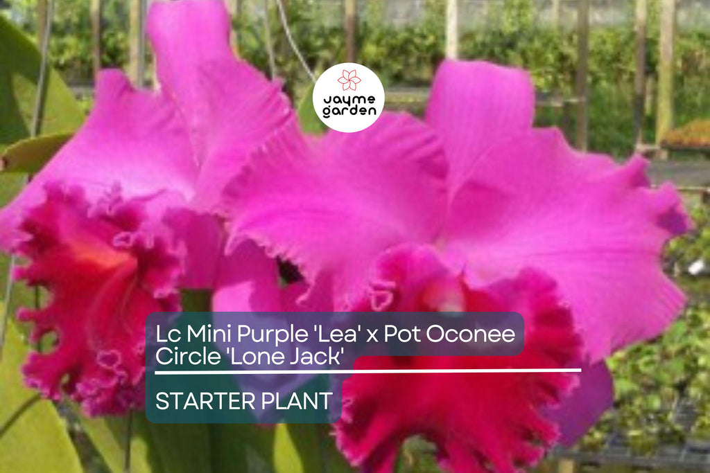 Lc Mini Purple 'Lea' x Pot Oconee Circle 'Lone Jack' Orchid | Live Starter Plant | Tropical Purple Blooms | Potted 3-Inch