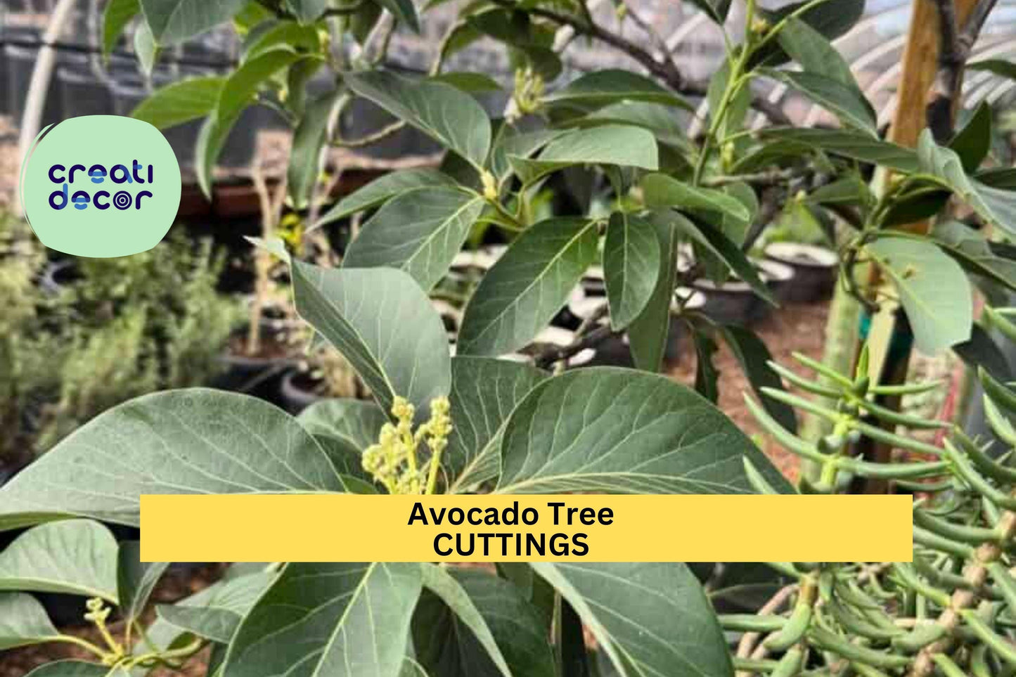 3 Zutano Avocado Tree Cuttings | Persea Americana Unrooted Scions | Grafting Wood or Rooting Starter | Type B Pollinator