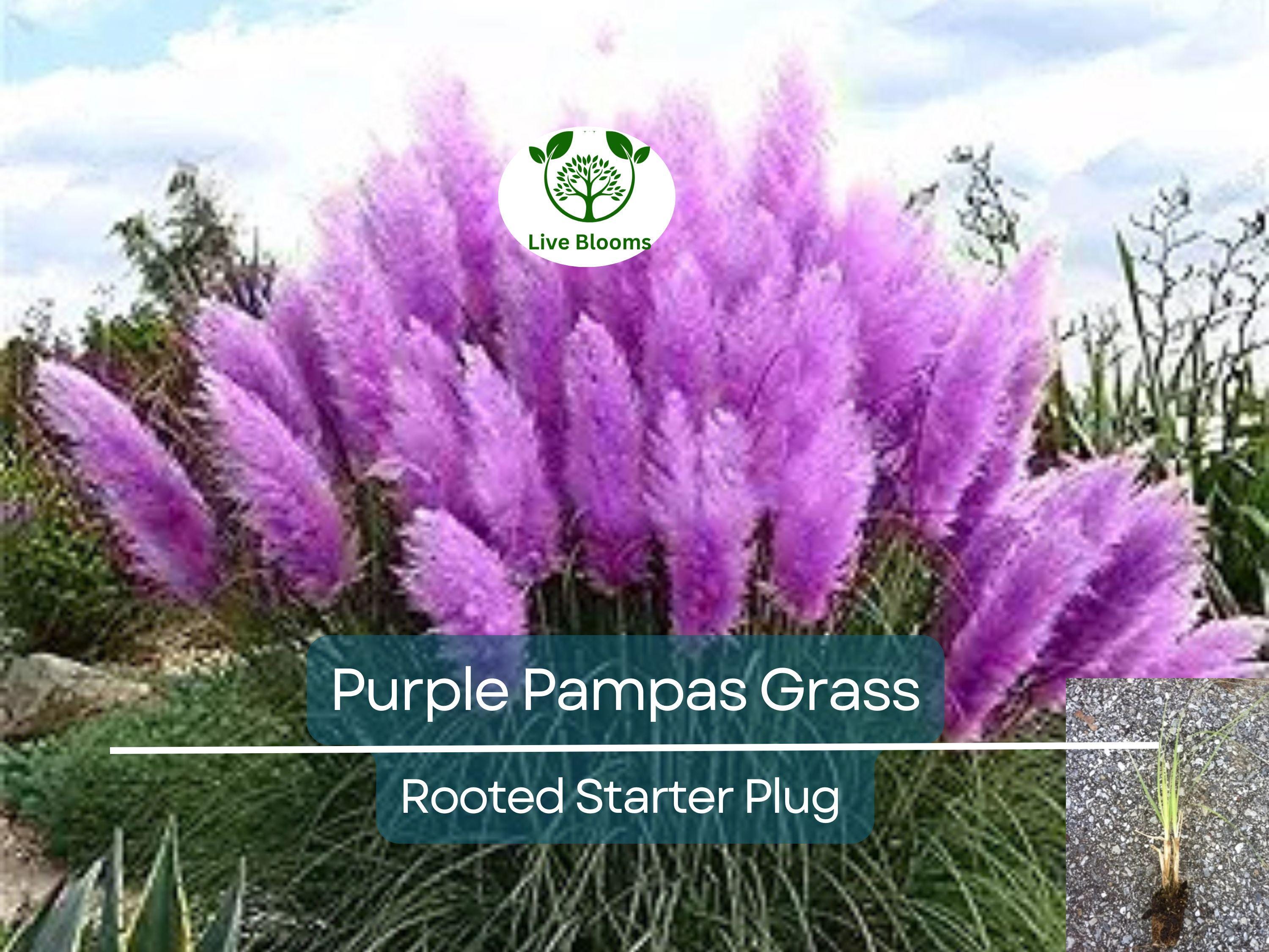 3 Plugs Purple Pampas Grass (Cortaderia selloana) – Ornamental Grass for Landscaping, Garden Decor