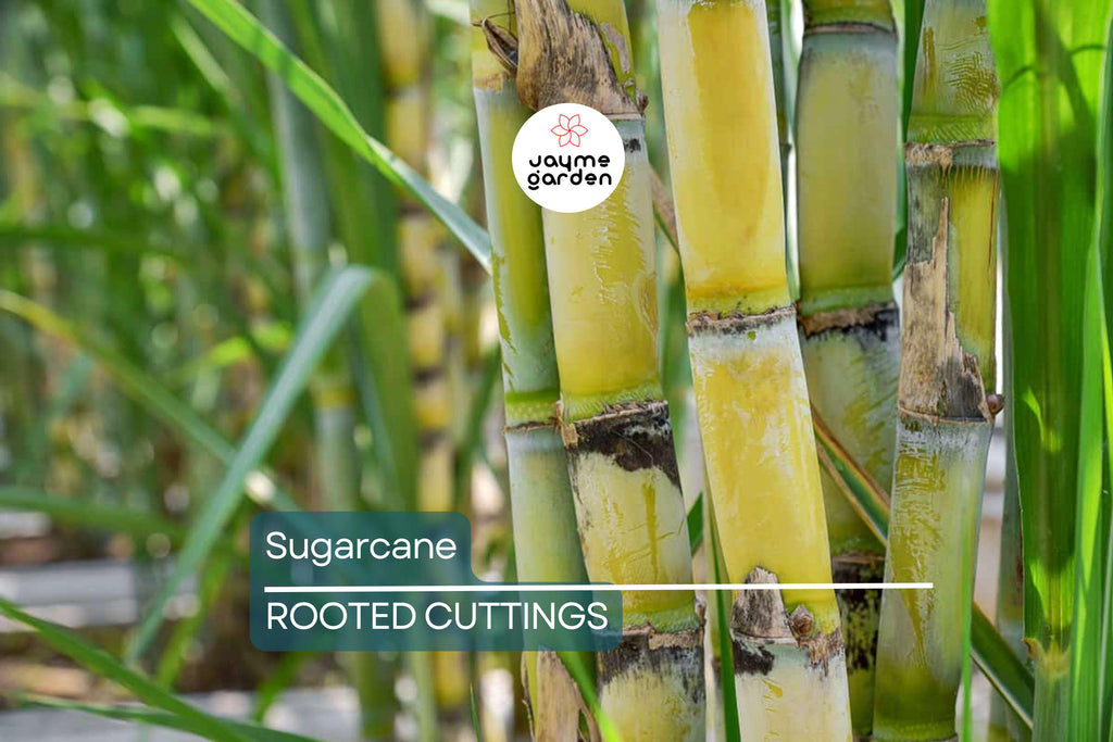 5 Rooted Sugarcane Cuttings – Sweet & Juicy – Tropical Live Plant – Ready to Plant – Fast Growing – Fresh Organic Stalks