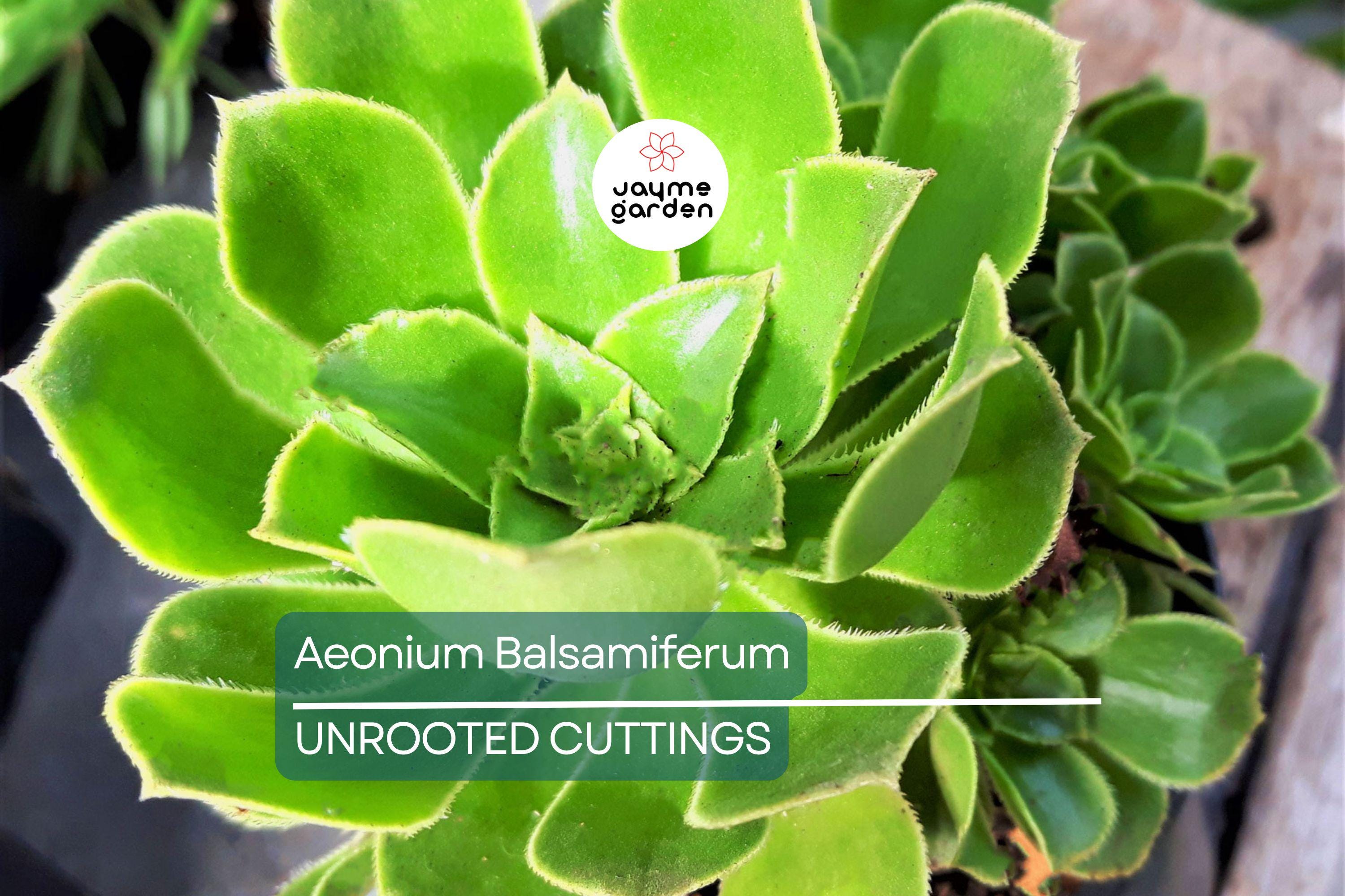 Aeonium Balsamiferum 4" Cutting | Unrooted Succulent Plant | Easy to Grow | Unique Broccoli-Like Shape |