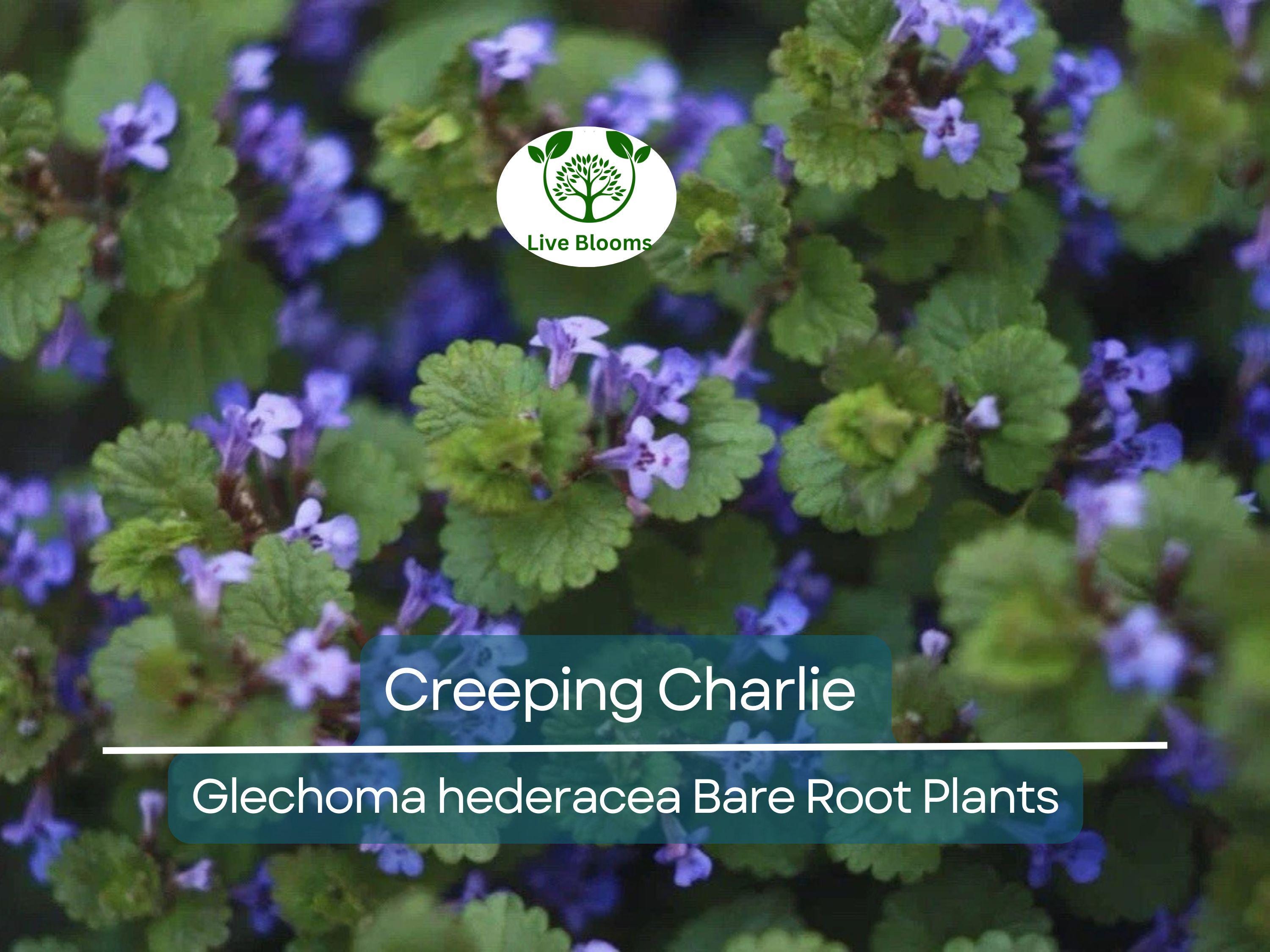 10 Creeping Charlie Vines – Bare Root Plants – Glechoma hederacea – Evergreen Groundcover – Fast-Spreading Shade Vine