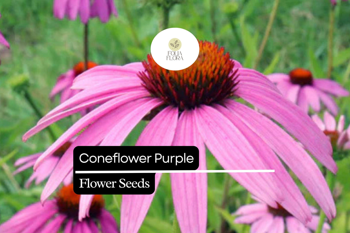 25 Seeds  Purple Coneflower (Echinacea purpurea) | Pollinator-Friendly | Drought-Tolerant Perennial, Vibrant Blooms