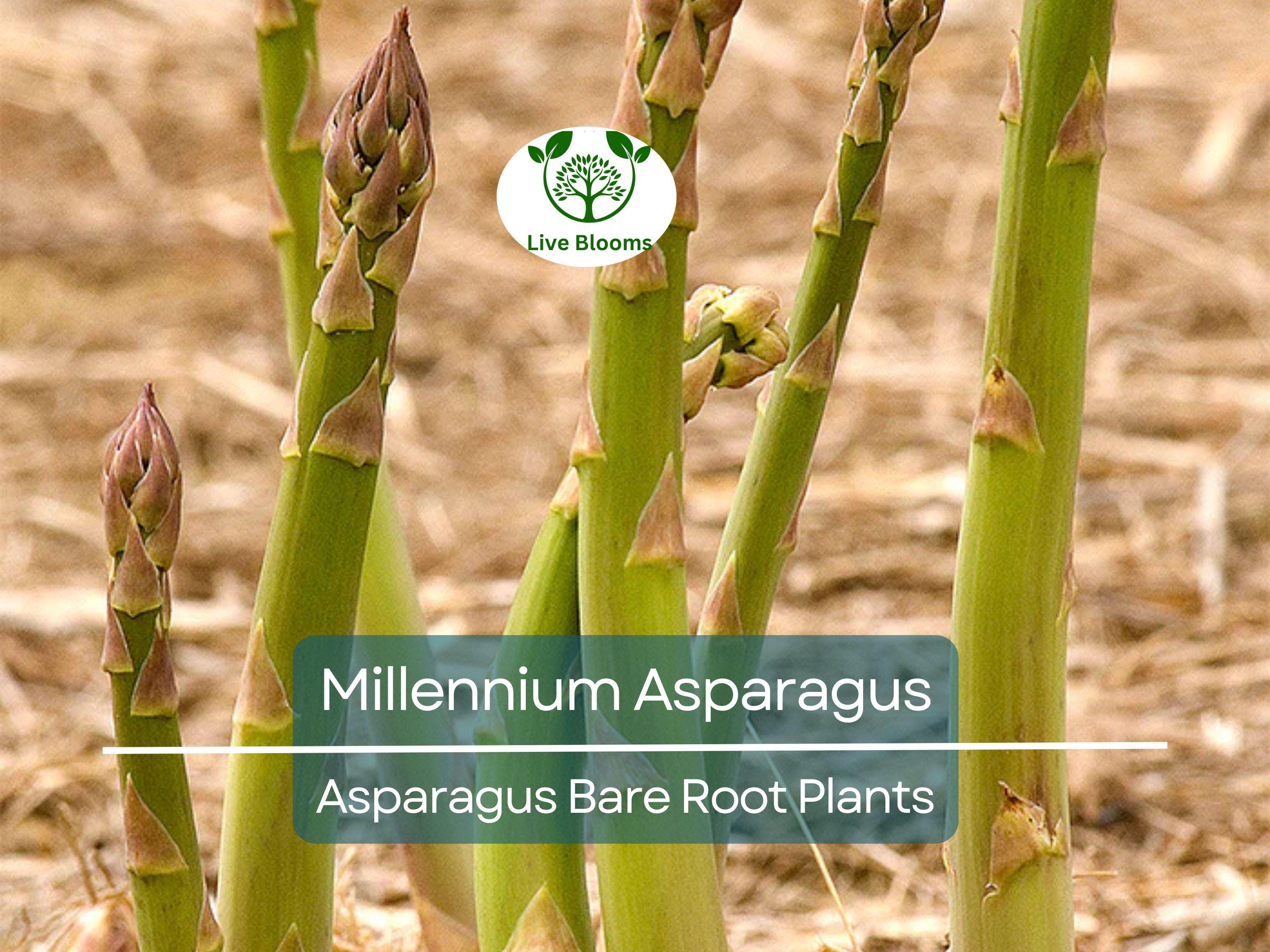 10 Millennium Asparagus Plants - 2yr Crowns - Live Bare Root Perennials - Asparagus officinalis - Heirloom, Non-GMO, Heavy Yield