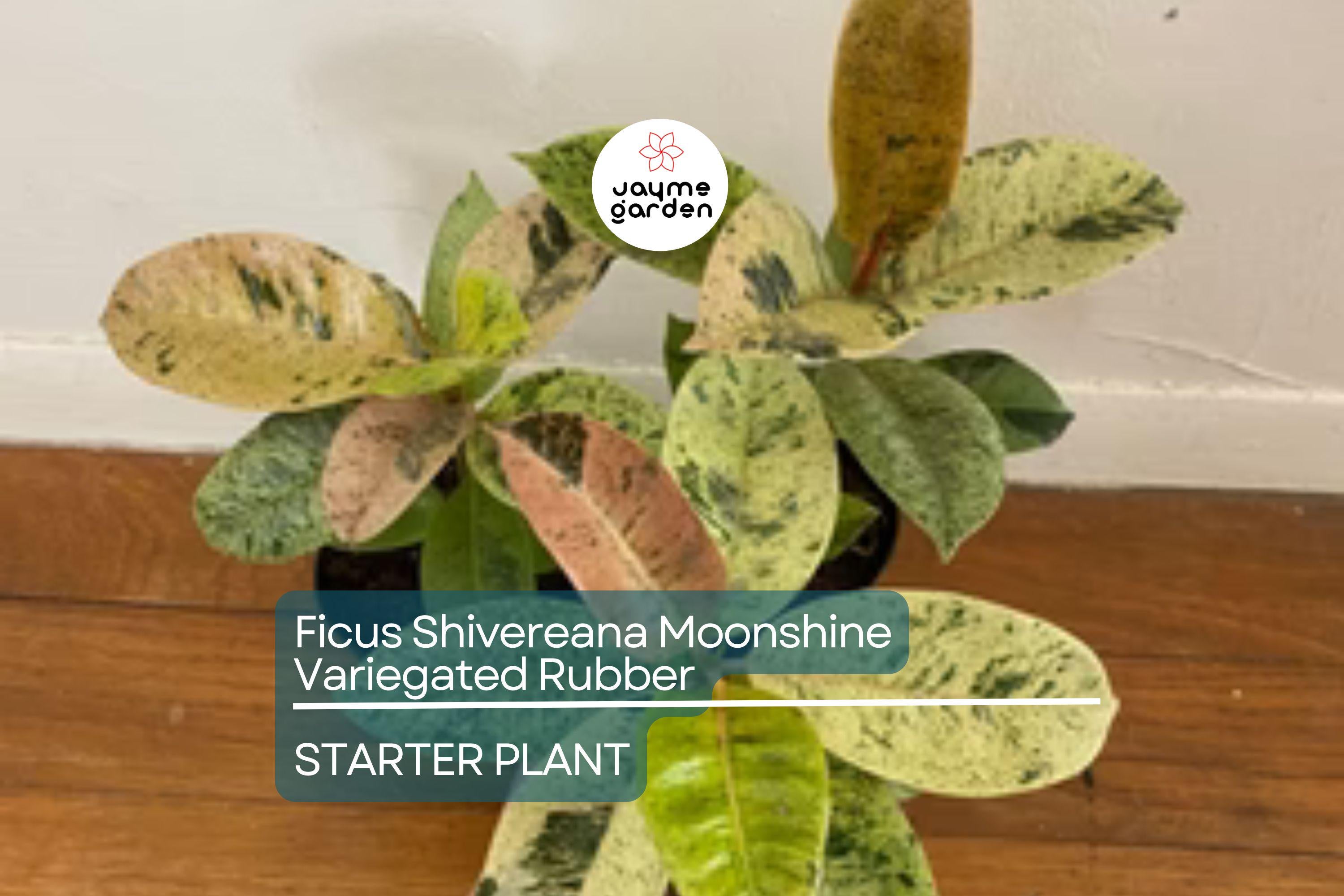 Ficus Shivereana Moonshine Starter Plant | Variegated Rubber Plant | Rooted Houseplant | 4" Tall | Tropical Evergreen | Indoor & Outdoor