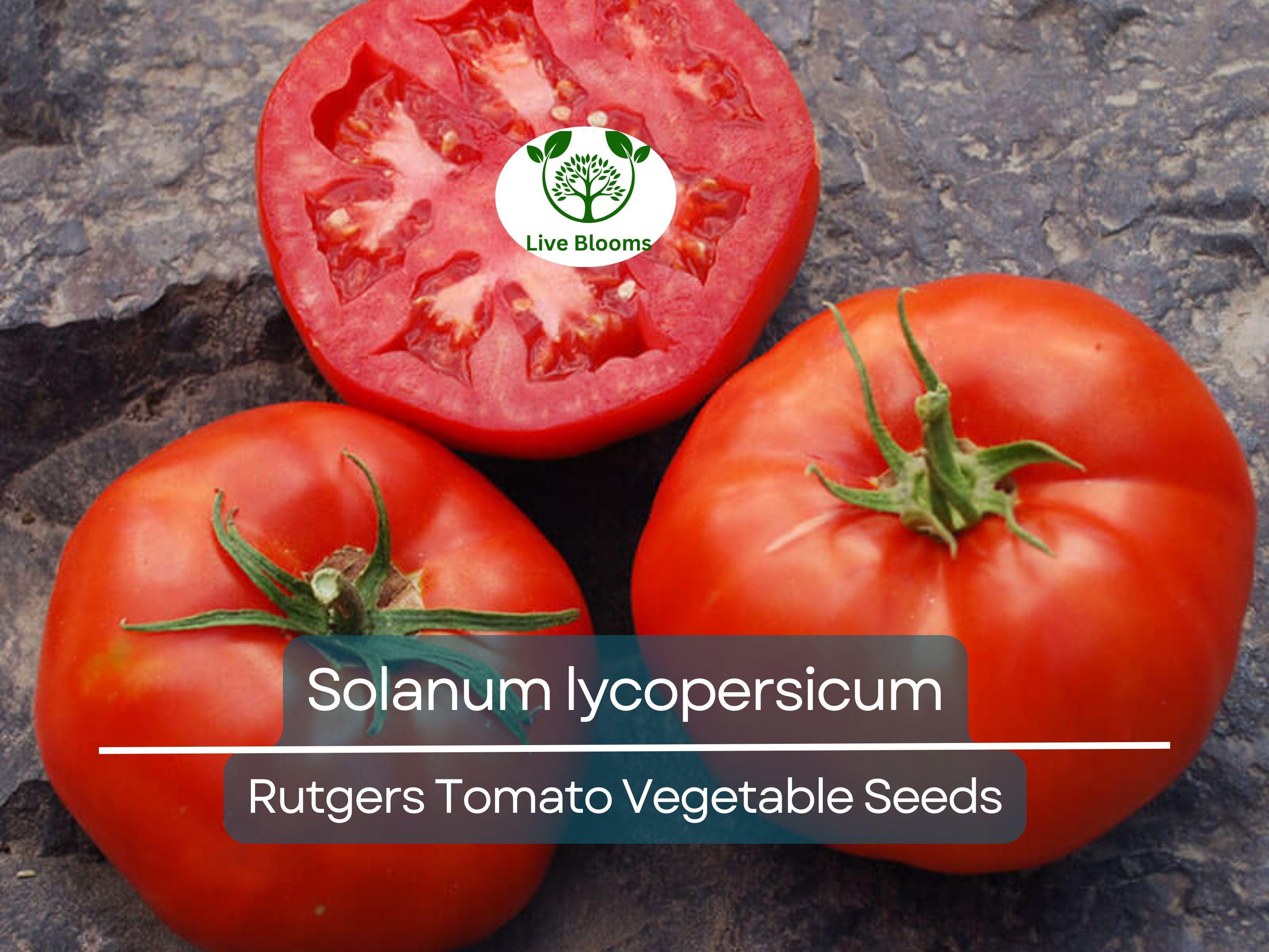 100 mg Seeds Tomato Rutgers – Solanum lycopersicum | Heirloom Tomato for Planting, Home Gardening & Juicy, Flavorful Harvests