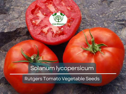 100 mg Seeds Tomato Rutgers – Solanum lycopersicum | Heirloom Tomato for Planting, Home Gardening & Juicy, Flavorful Harvests