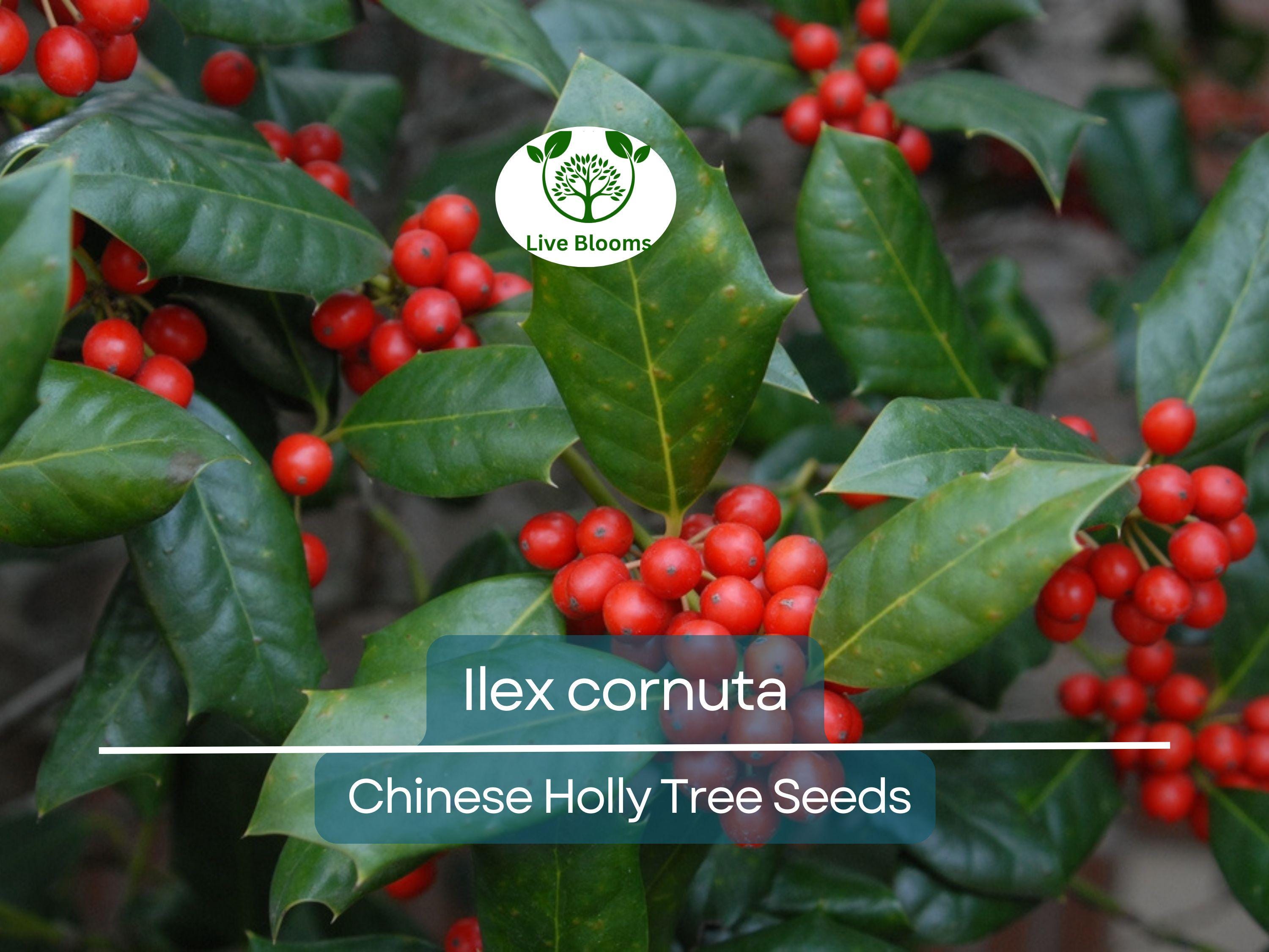 500 mg Seeds Ilex Cornuta – Chinese Holly for Planting | Evergreen Shrub for Privacy, Hedges, and Wildlife-Friendly Landscaping