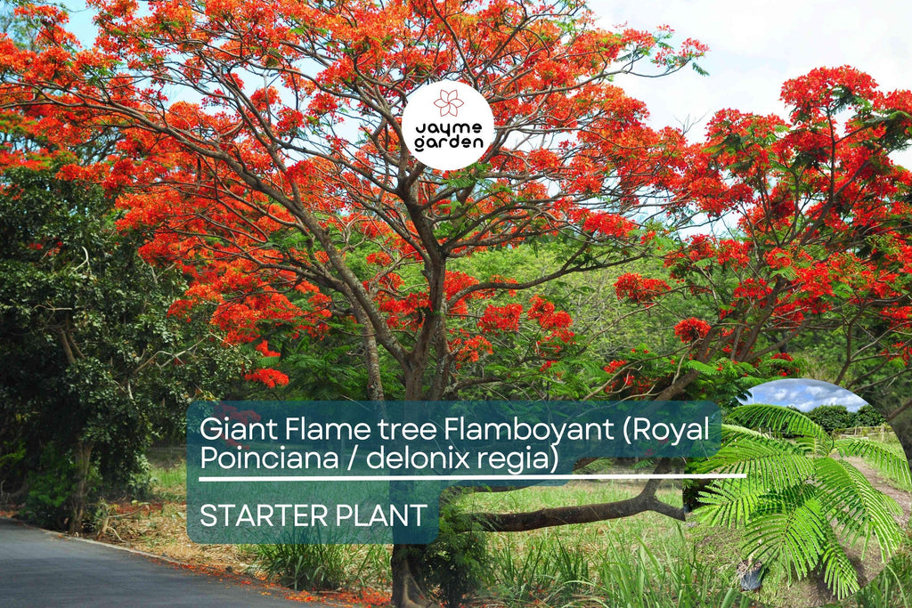 Giant Flame Tree Royal Poinciana 5 ft | Tropical Beauty | Exotic Delonix Regia | Stunning Red Flowers | Ornamental Shade Tree