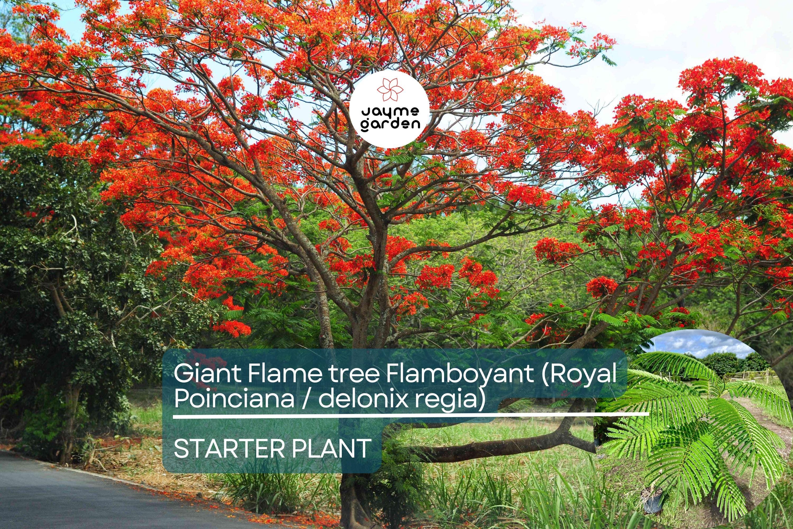 Giant Flame Tree Royal Poinciana 5 ft | Tropical Beauty | Exotic Delonix Regia | Stunning Red Flowers | Ornamental Shade Tree