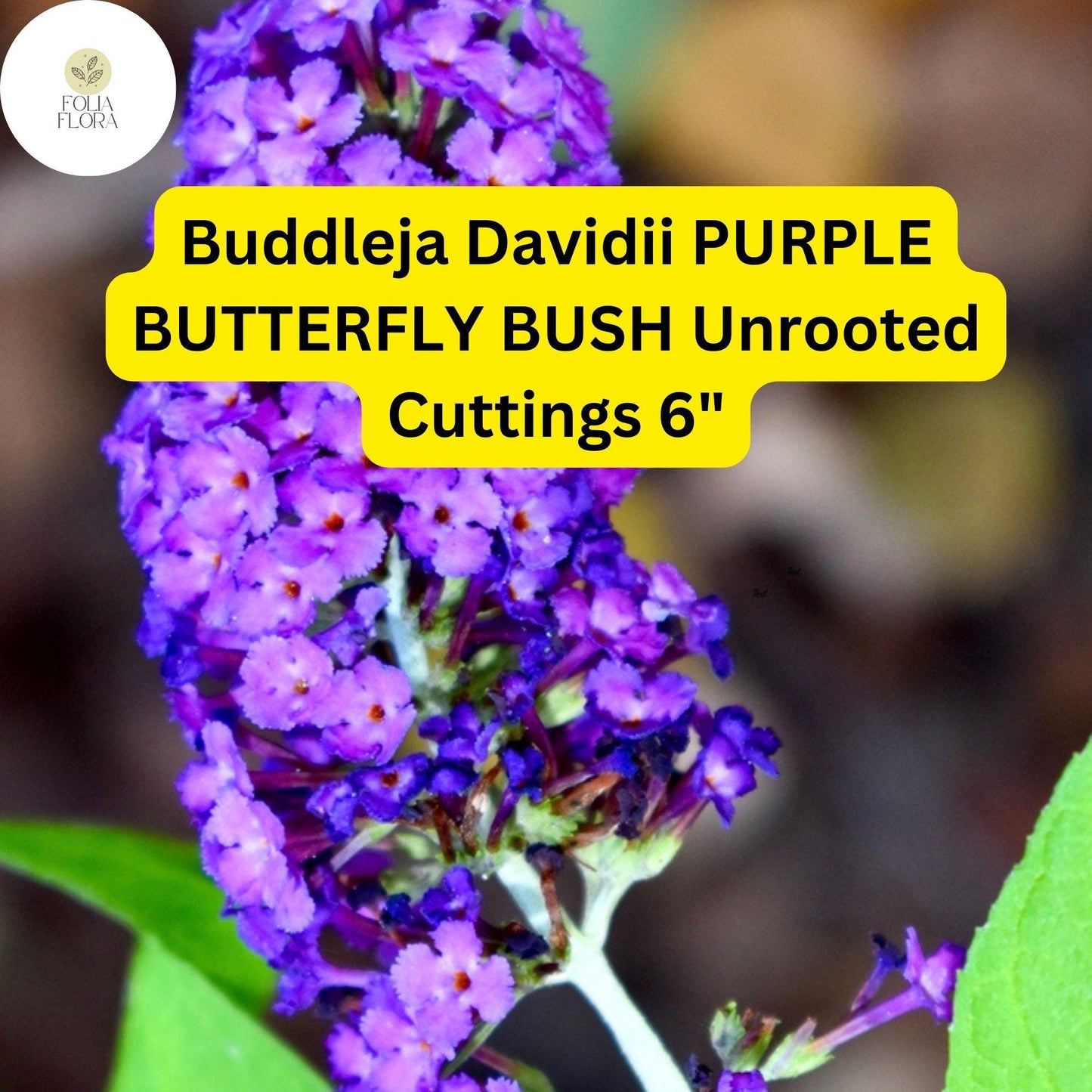 Buddleja Davidii | Purple Butterfly Bush | 7 Live 6” Unrooted Cuttings | Fast-Growing, Fragrant, Pollinator-Friendly Shrub