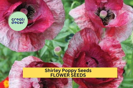 200+ Shirley Poppy Seeds – Delicate Mixed Color Blooms for Garden Planting, Easy-Grow Annuals for Beds, Borders & Wildflower Gardens – USA