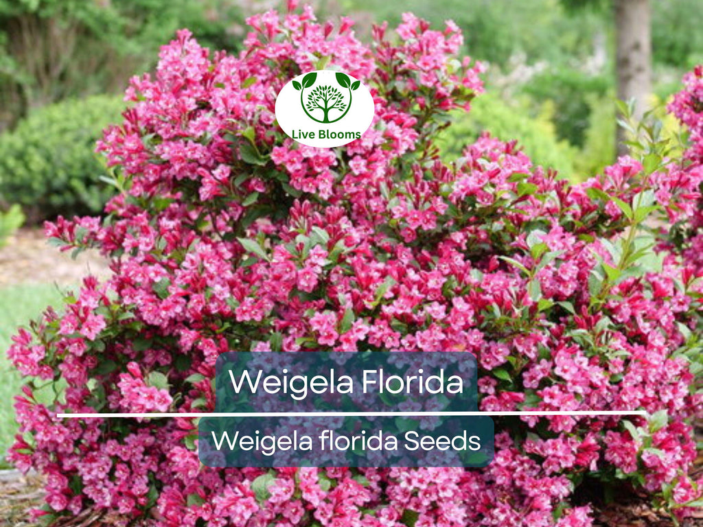 100 Weigela Florida Bush Seeds - Old-Fashioned Pink & White Flower Shrub (Weigela florida) - Hardy, Perennial, Beautiful Garden Shrub