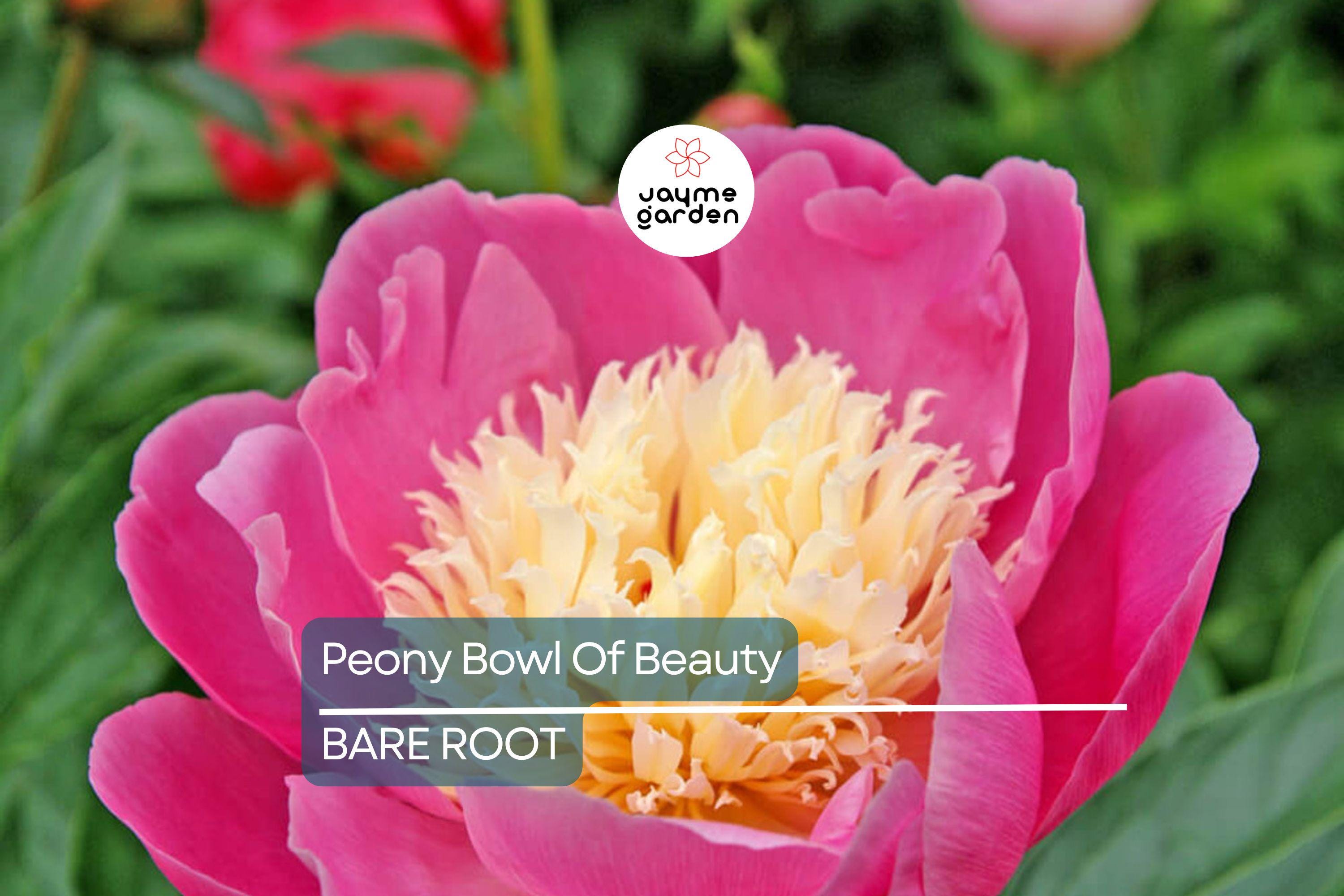 Peony ‘Bowl of Beauty’ | 2+ Eyes Bare Root | Stunning Bi-Color Blooms | Perennial Cut Flower | Deer-Resistant | Zones 3-8