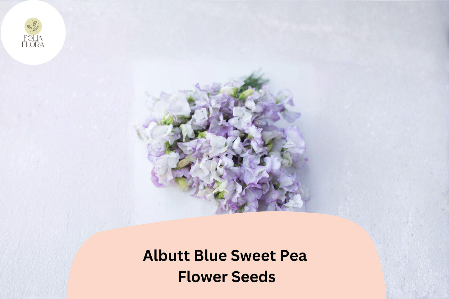 50+ Albutt Blue Sweet Pea Seeds | Lavender-Blue Climbing Flowers for Trellis & Garden