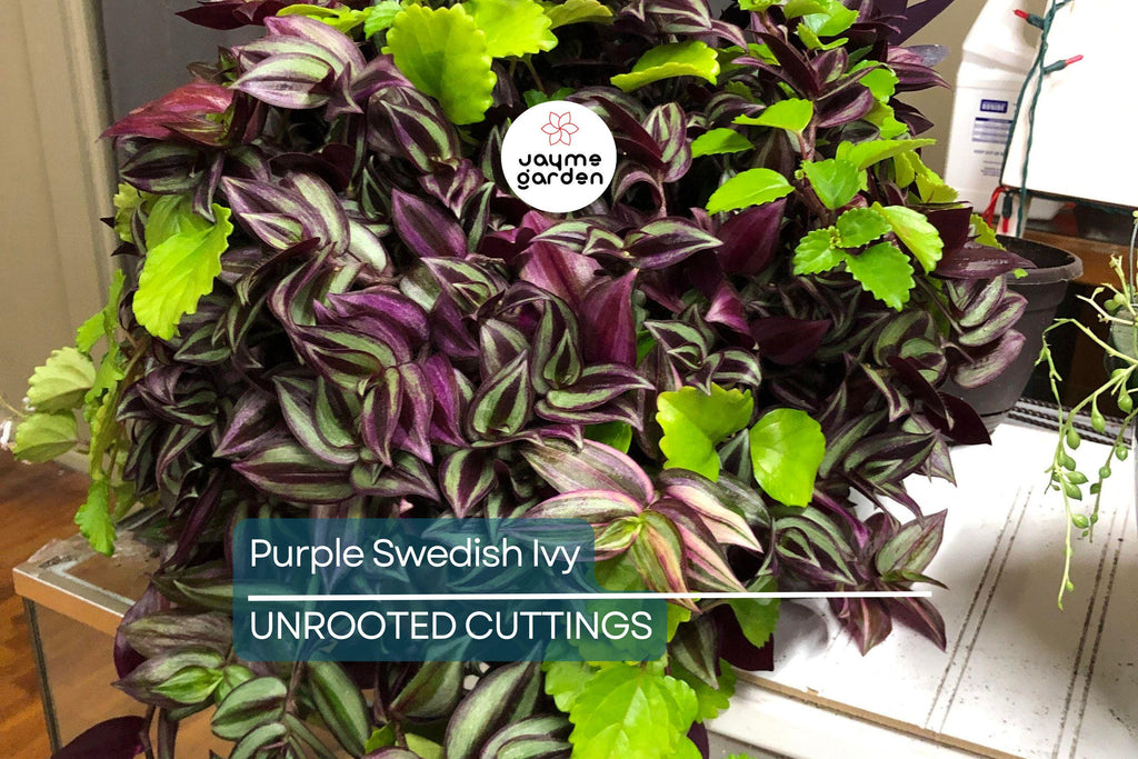 Purple Swedish Ivy Cuttings (4) - Millionaria/Planta del Dinero Morada - 4-6" Easy, Fast-Growing Indoor/Porch Plant