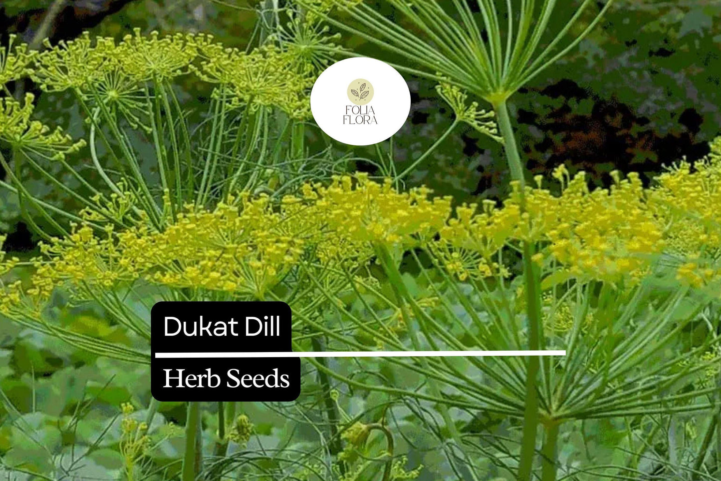 500 Seeds Dukat Dill (Anethum graveolens) – Aromatic Herb for Culinary and Garden Use