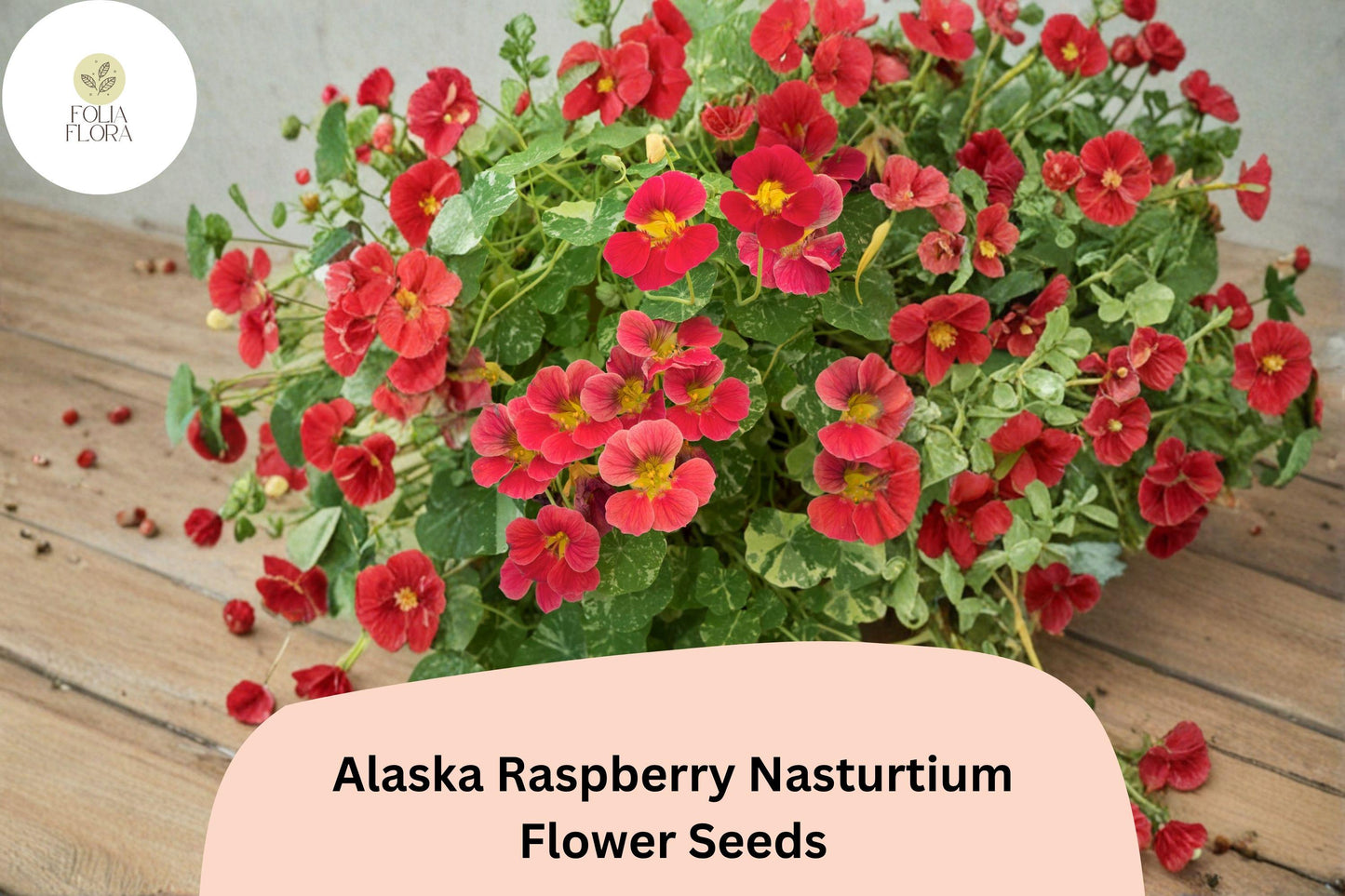 50+ Alaska Raspberry Nasturtium Seeds | Tropaeolum majus | Bright Raspberry Flowers & Variegated Foliage