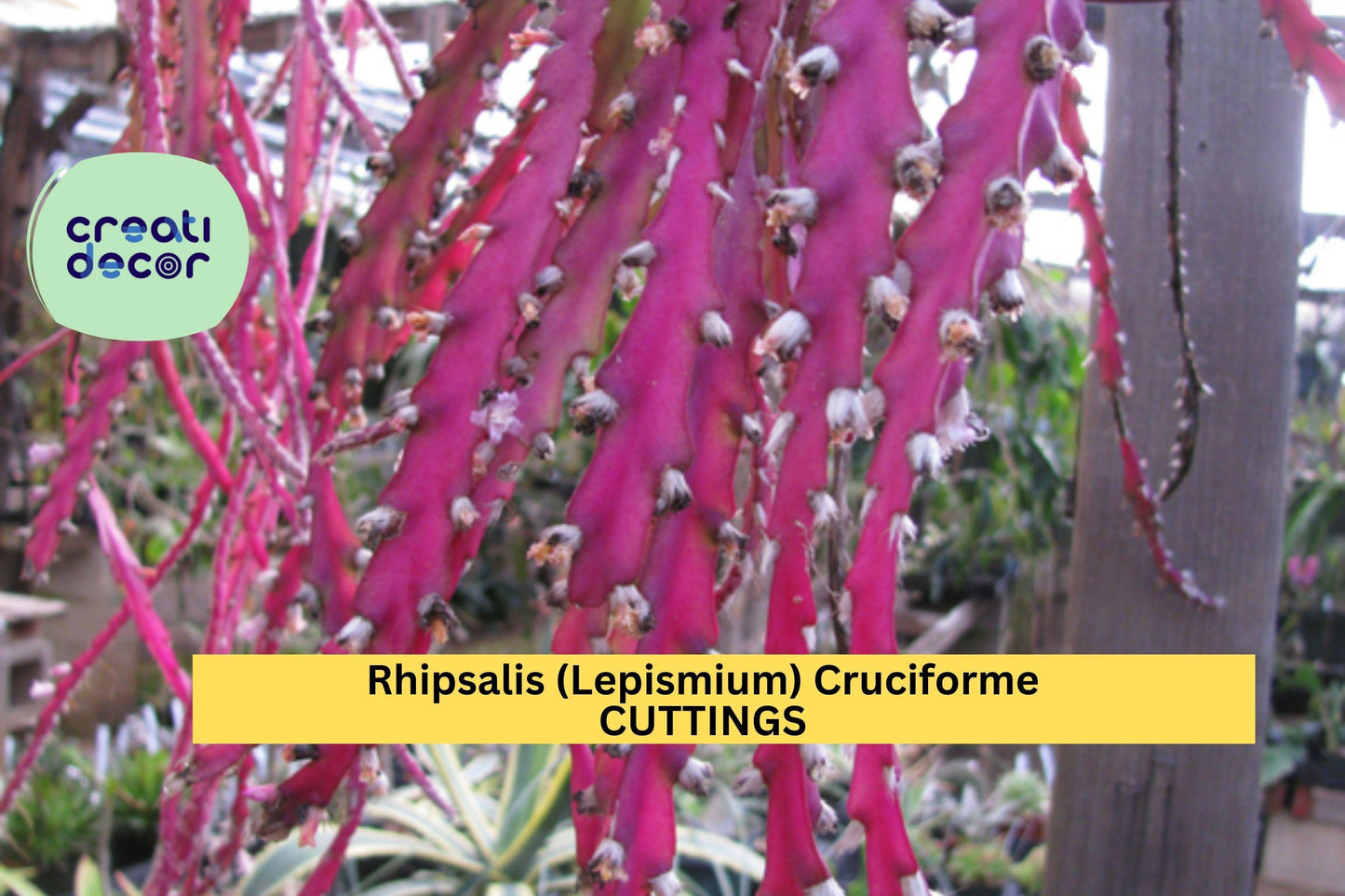 3 Rhipsalis Cruciforme Super Red Cuttings | Lepismium Jungle Cactus | Epiphytic Rare Houseplant | Unrooted Exotic Starter