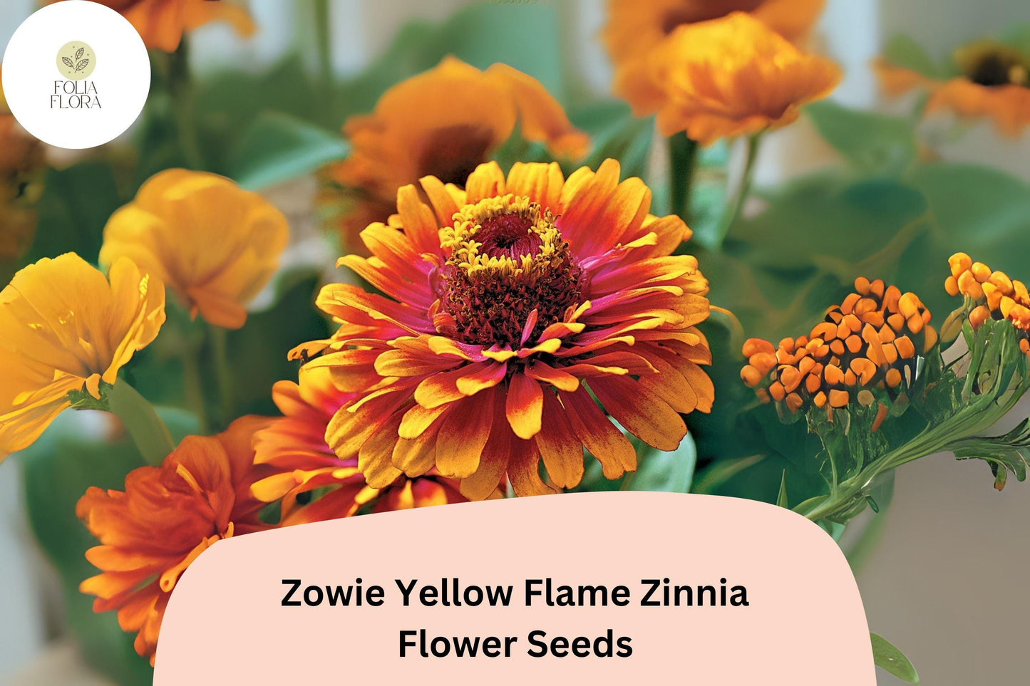 100+ Zowie Yellow Flame Zinnia Seeds – Bold Bi-Color Blooms for Garden Planting, Beds & Cut Flowers