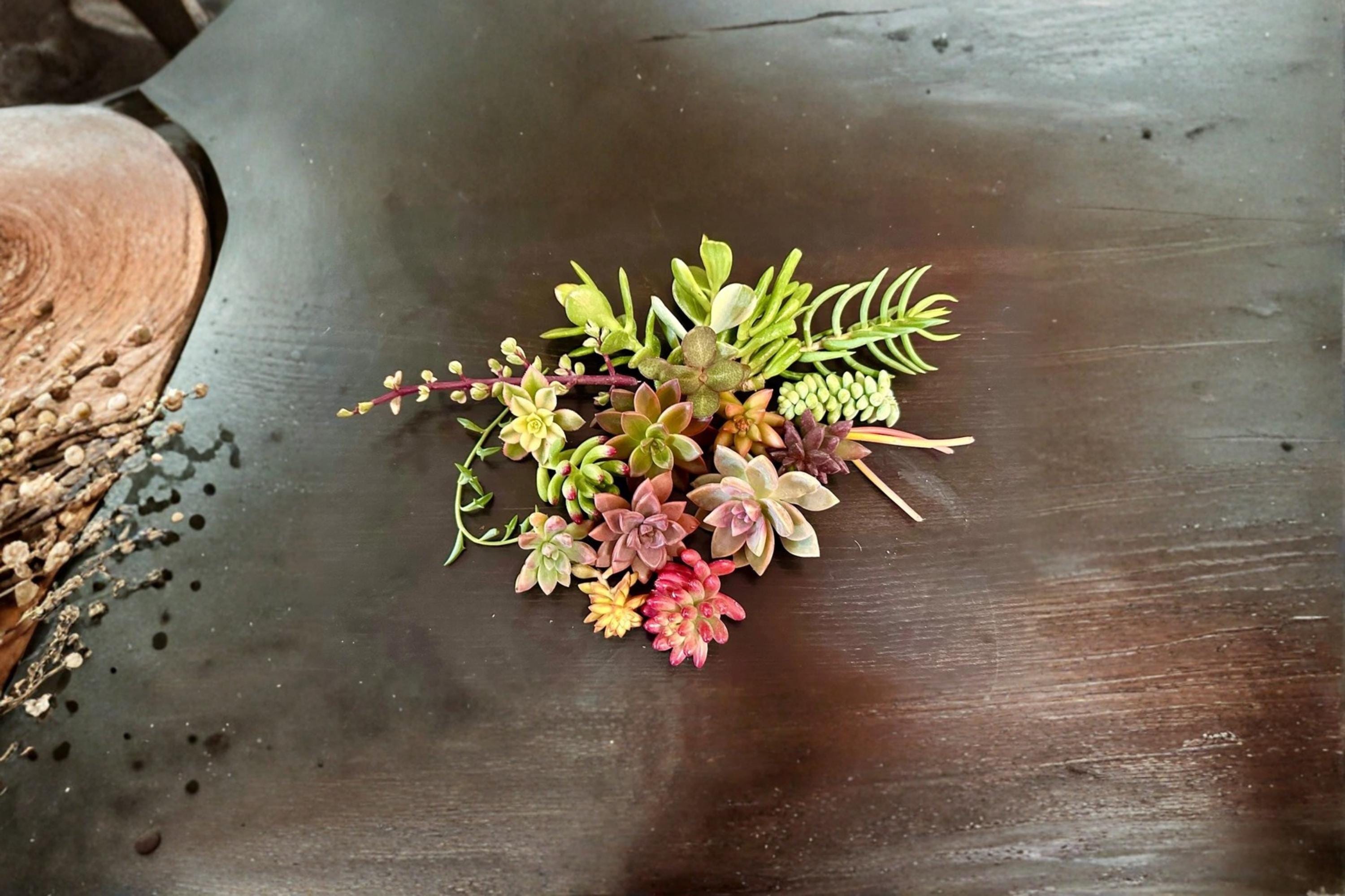 Assorted Succulent 15 Cuttings 15 Varieties Colorful Succulent Mix