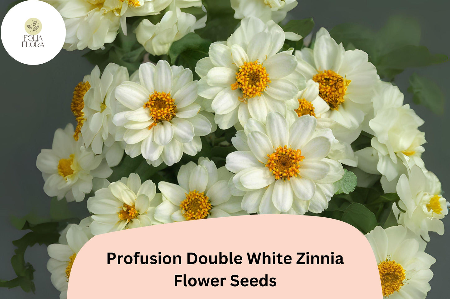 100+ Profusion Double White Zinnia Seeds | Pure White Blooms | Compact Garden Annual Flowers, Easy Grow, Cut Flower Variety