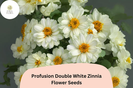 100+ Profusion Double White Zinnia Seeds | Pure White Blooms | Compact Garden Annual Flowers, Easy Grow, Cut Flower Variety