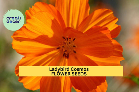 200+ Ladybird Cosmos Seeds – Compact Red, Orange & Yellow Blooms for Garden Planting, Pollinator-Friendly Annuals – USA