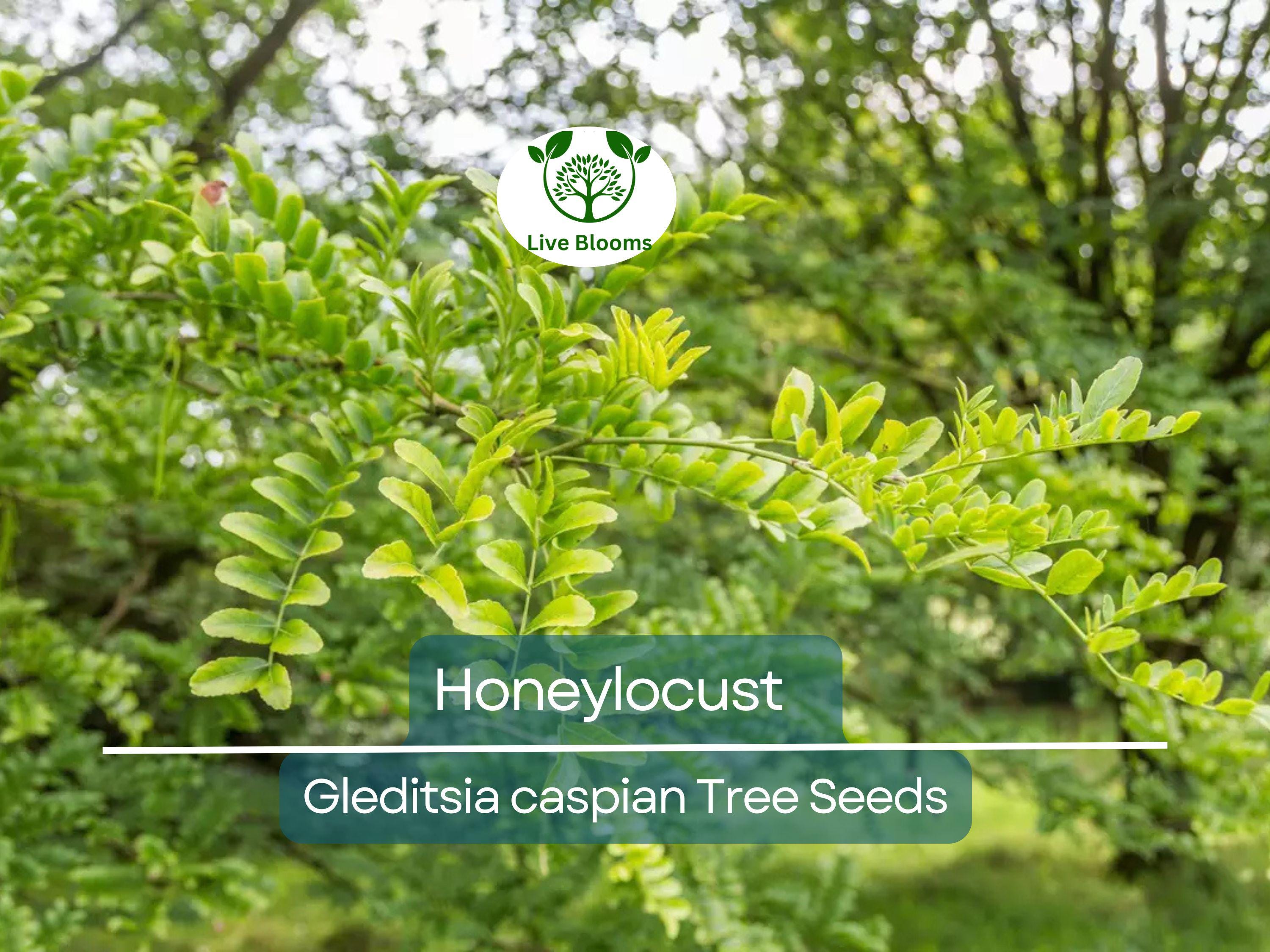 10 Honeylocust Tree Seeds (Gleditsia caspian) | Fast-Growing, Hardy Tree | Ideal for Shade, Landscaping, & Fast-Green Cover