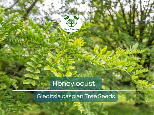 10 Honeylocust Tree Seeds (Gleditsia caspian) | Fast-Growing, Hardy Tree | Ideal for Shade, Landscaping, & Fast-Green Cover