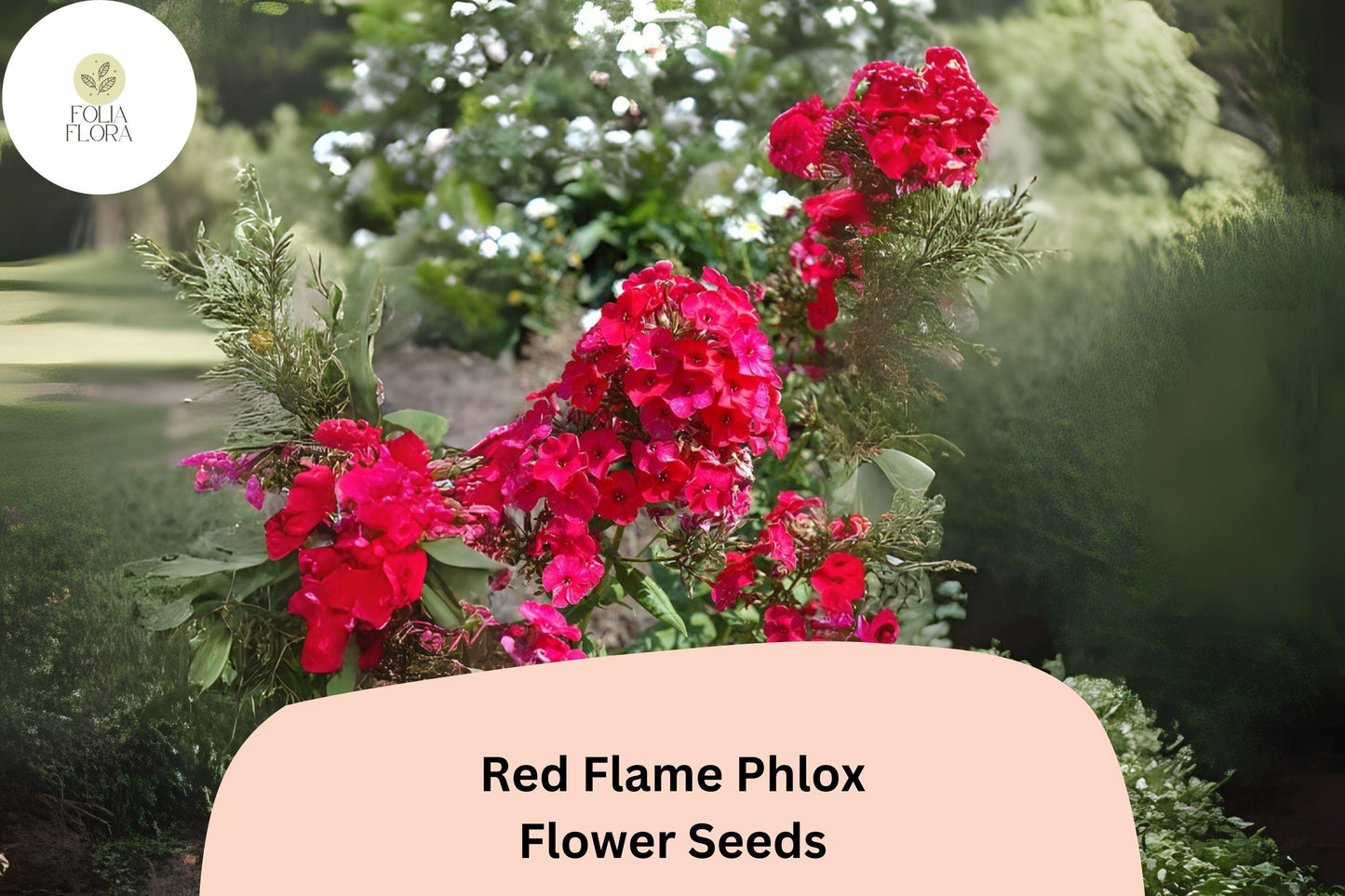 100+ Red Flame Phlox Seeds – Tall Perennial Garden Flower Seeds, Phlox paniculata