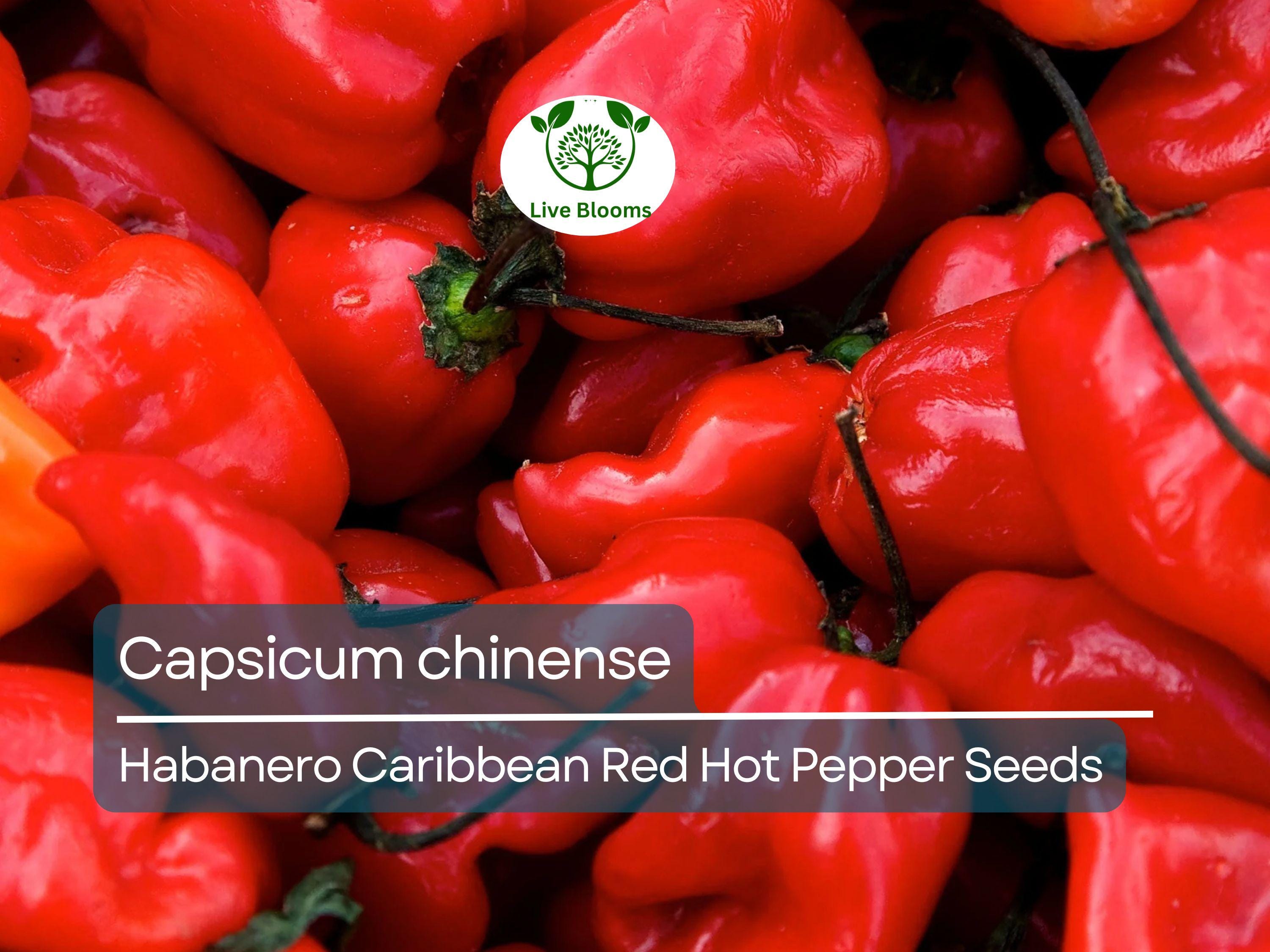 250 mg Habanero Caribbean Red Hot Pepper Seeds - Capsicum chinense | Heirloom Extra-Hot Pepper Seeds for Planting, Spicy Cooking & Gardens
