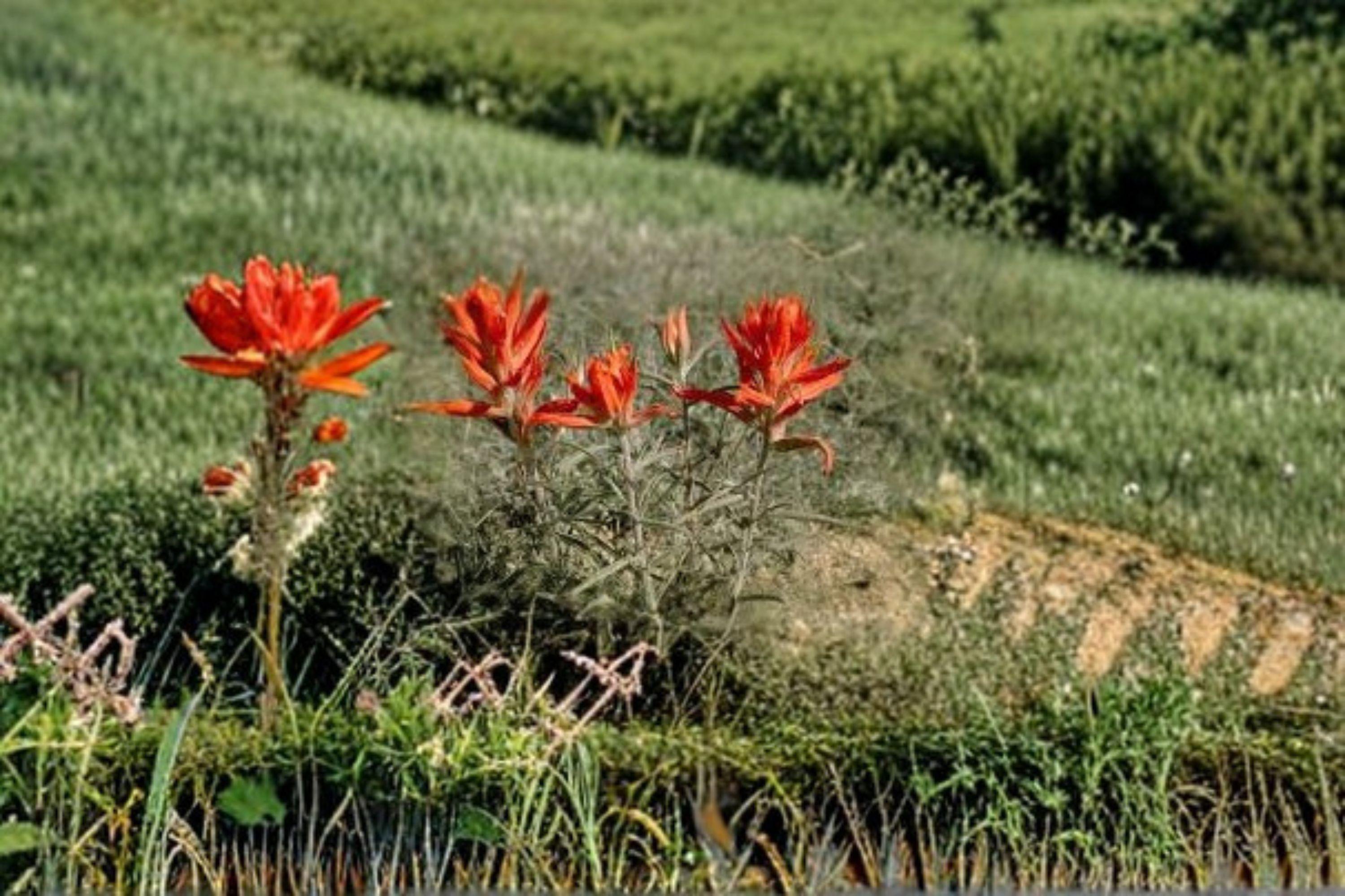 Castilleja Integra Orange Paintbrush Seeds – 300 Native Southwestern Wildflower Seeds