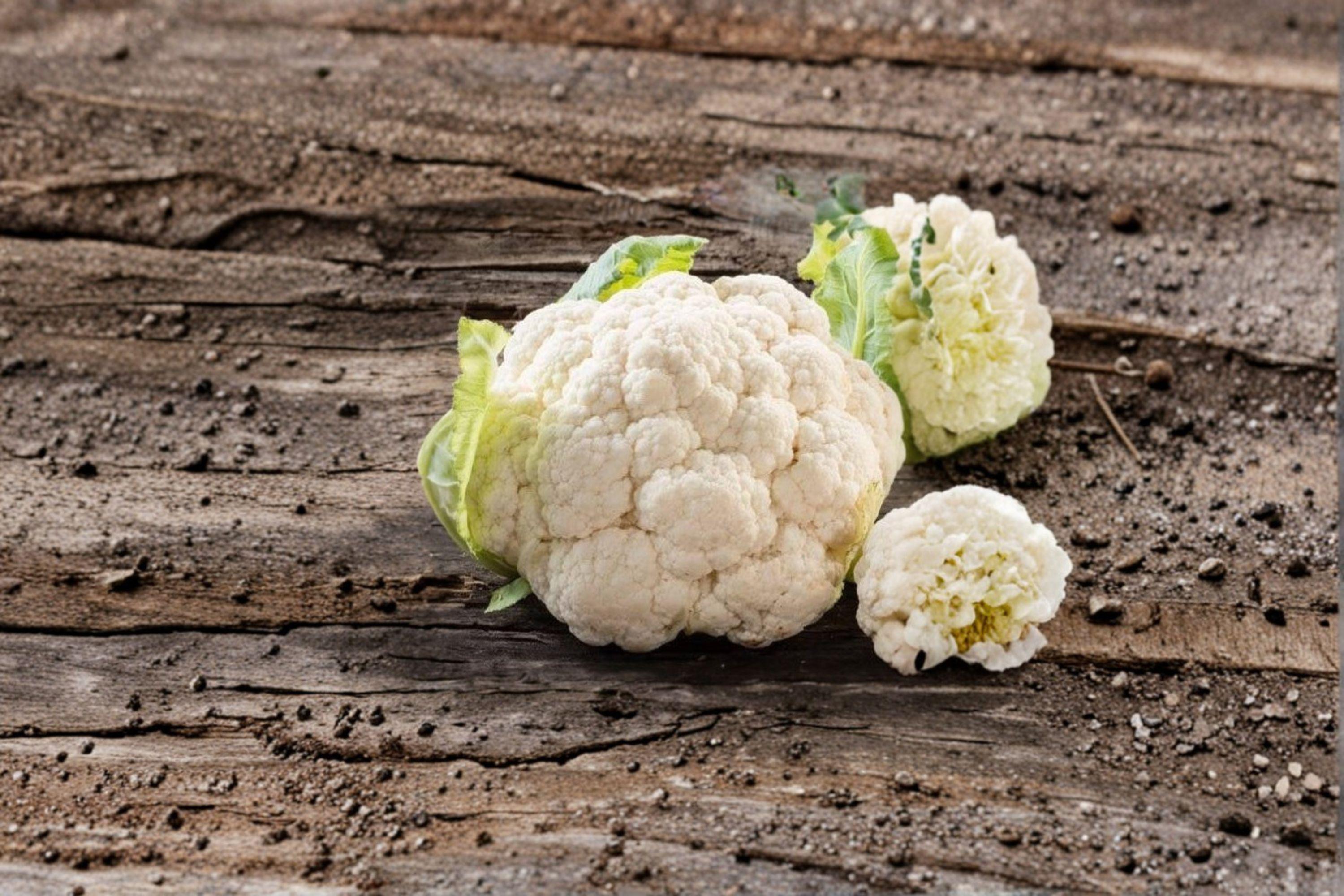 Cauliflower – Snowball Y Improved 100 Seeds | Heirloom Cauliflower | Pure White Heads | Reliable Cool-Season Crop