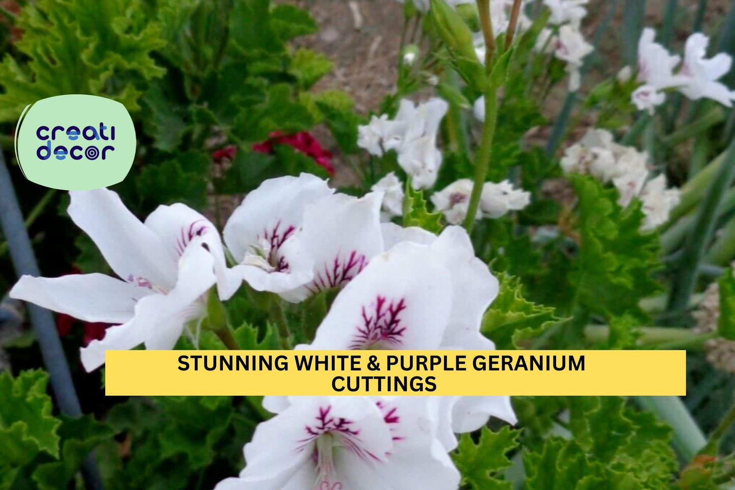 White & Purple Regal Geranium Cuttings | Fancy Pelargonium x 3 | 6" Unrooted Starts | Stunning Blooms for Pots Borders