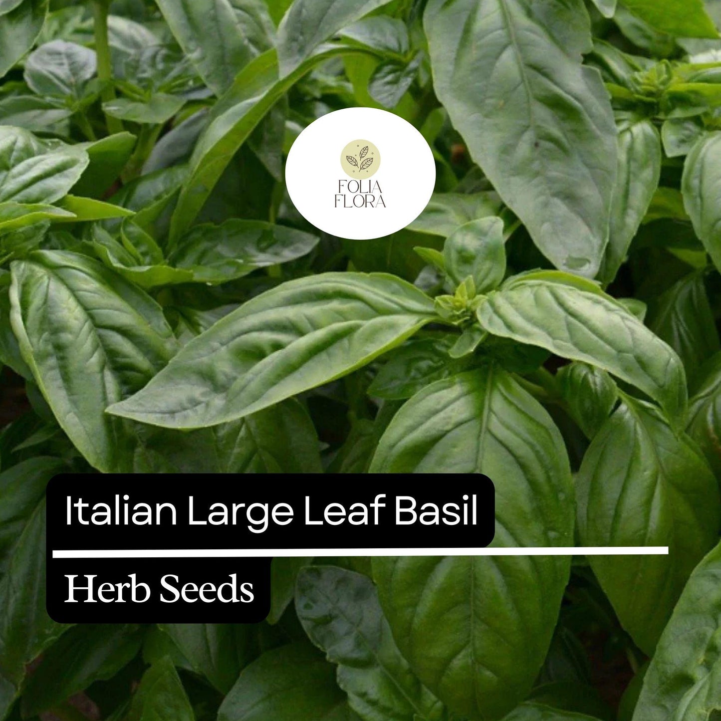 200 Italian Large Leaf Basil Seeds – Heirloom, Non-GMO, Aromatic & Flavorful Herb