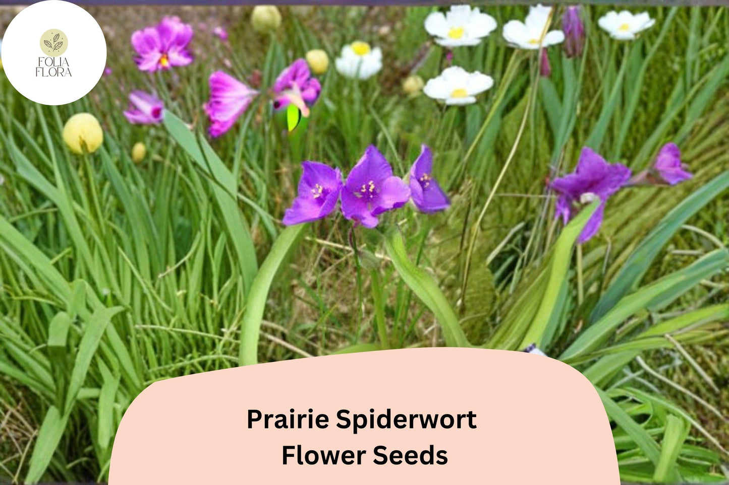 150 Tradescantia bracteata Seeds | Prairie Spiderwort | Native Purple Wildflower for Garden & Pollinators
