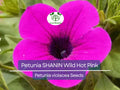 2000 Seeds Petunia SHANIN Wild Hot Pink Flowers, Spring Garden, Garden Petunia Seeds, Annual Container Plants, Petunia x hybrida, Hot Pink