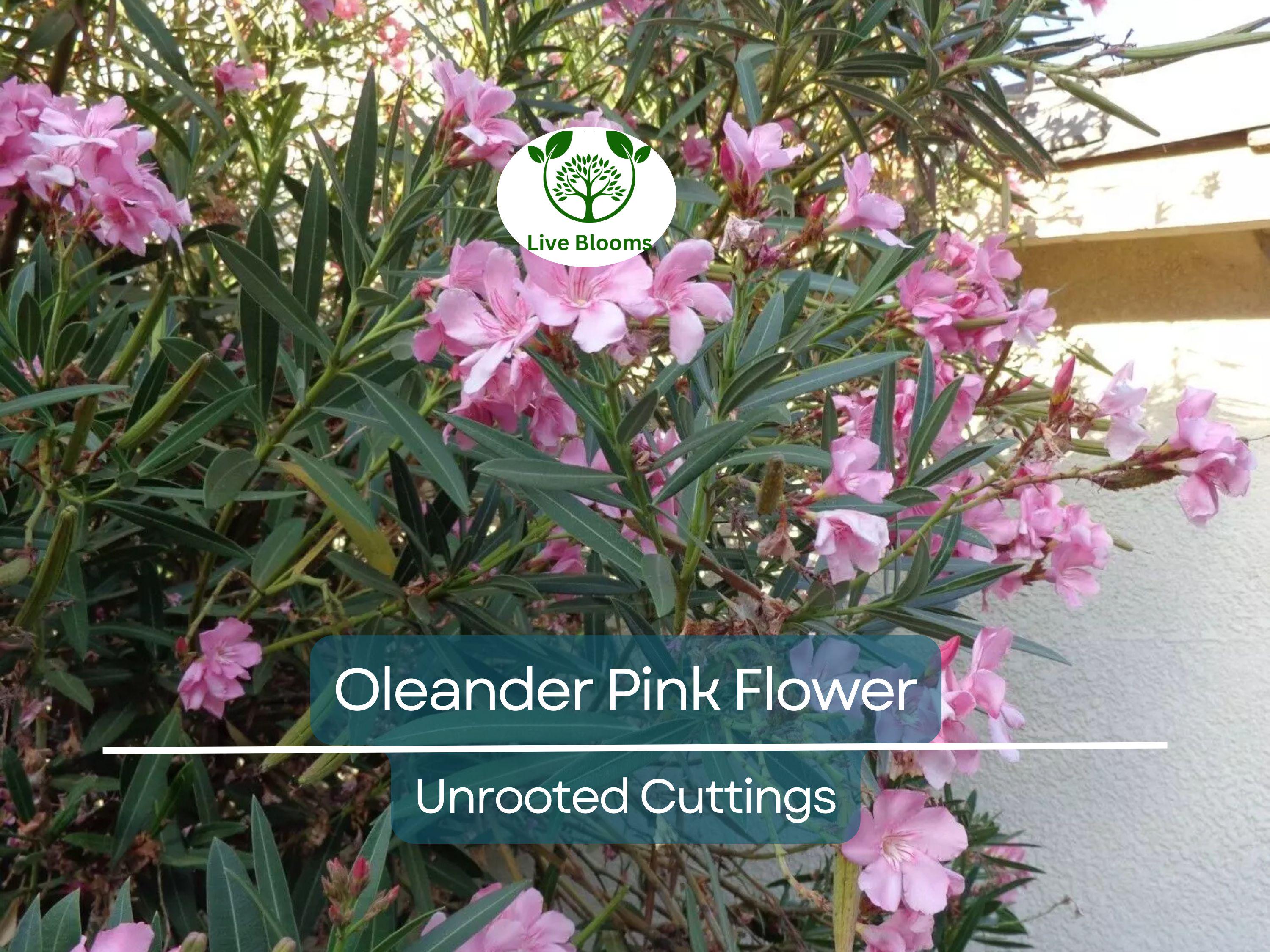 7 Oleander PINK Live Flower Plant Unrooted Cuttings, Nerium oleander, 7" Long, Ready to Root, Easy Propagation, Pink Flowering Shrub Cutting
