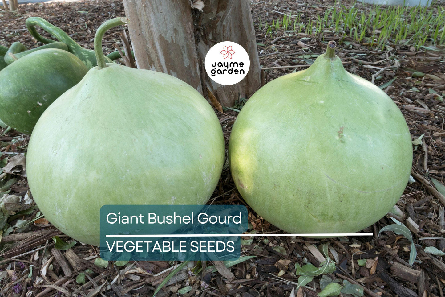 15 Giant Bushel Gourd Seeds - Up to 100 lbs! - Non-GMO Heirloom - Basket & Craft Gourd - US Seller