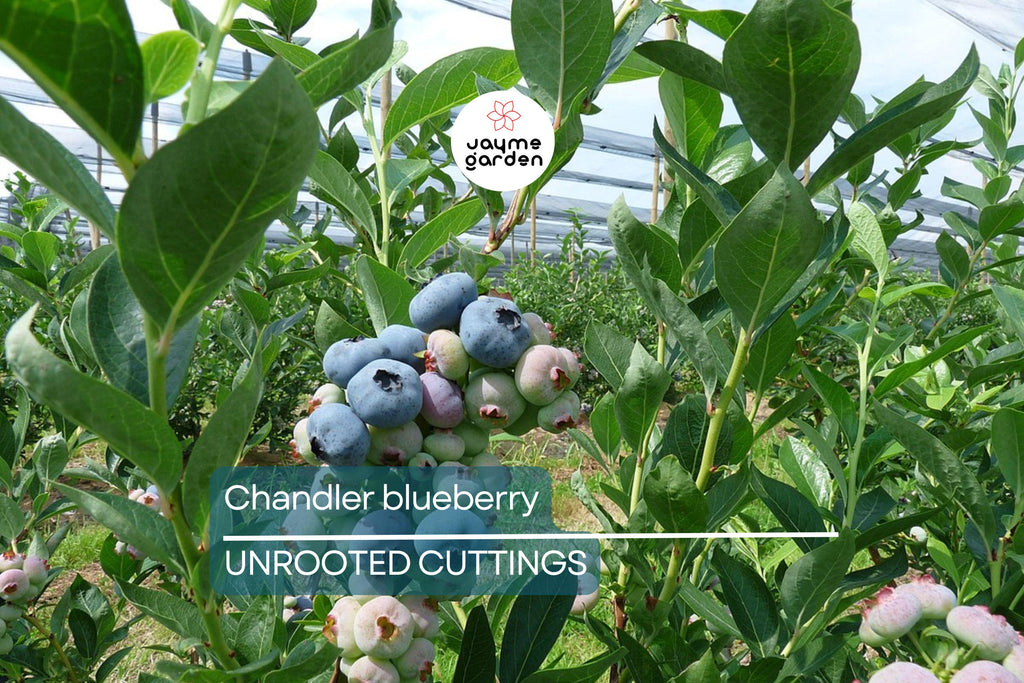 Blueberry Cuttings (10) – 6-10" Elizabeth & Chandler Hardwood – Easy to Root, High-Yield Northern Highbush Shrubs