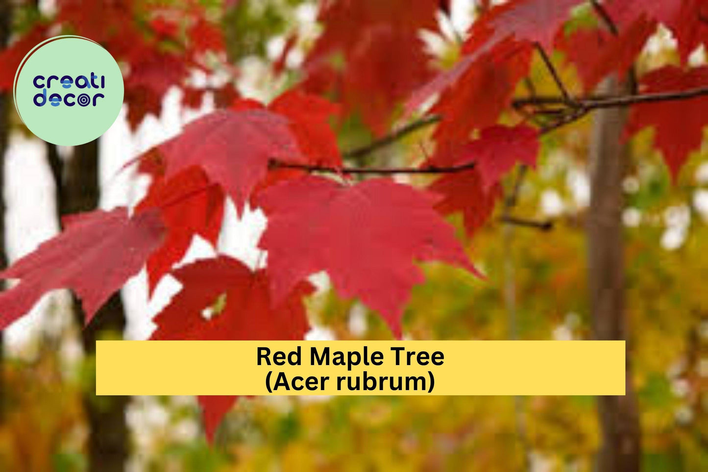 Red Maple Tree (Acer rubrum) – 1–3 ft Tall Bare Root Seedling – Fast-Growing Shade Tree with Brilliant Fall Color