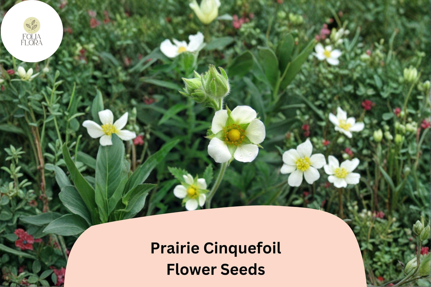 500 Prairie Cinquefoil Seeds | Drymocallis arguta | Native White Wildflower | Pollinator-Friendly Plant for Meadow