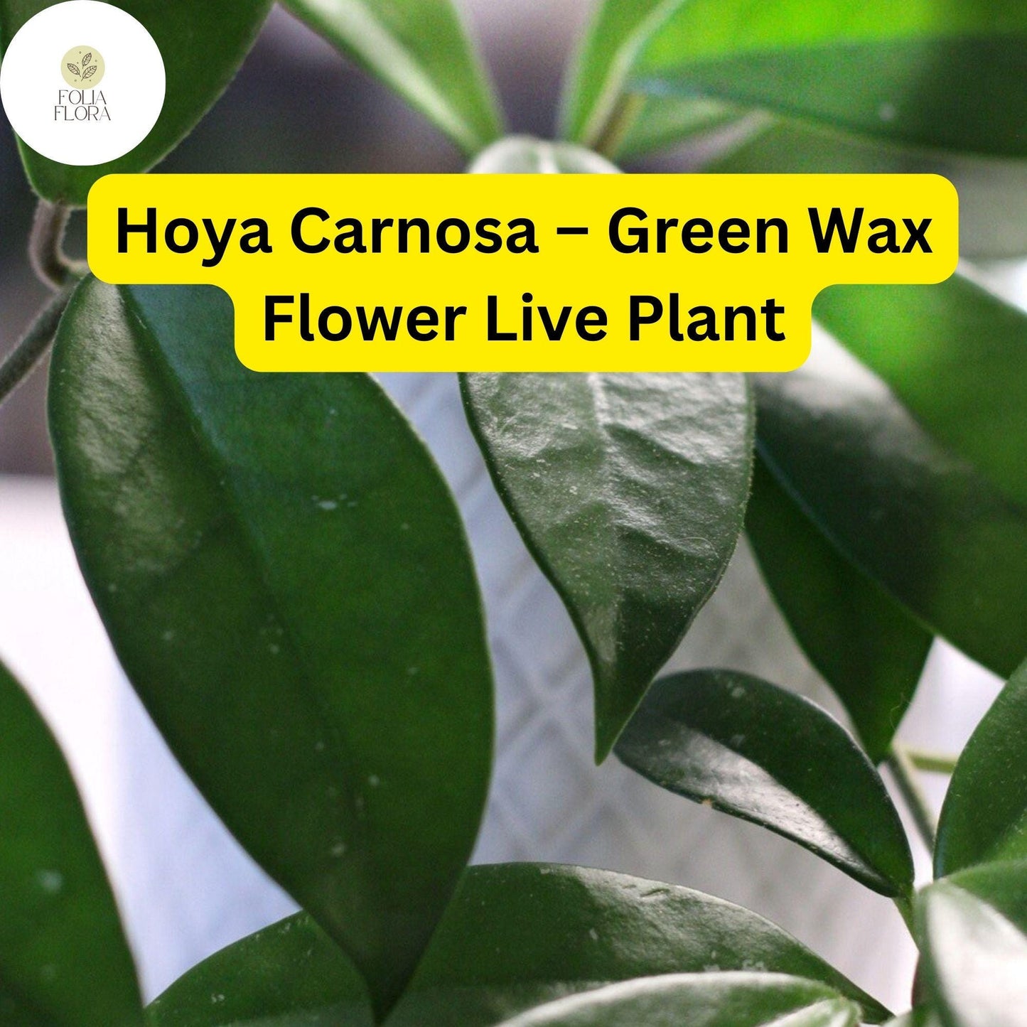 1 Hoya Carnosa – Green Wax Flower Live Plant 5" in 3” Pot – Easy-Care Porcelain Flower Houseplant